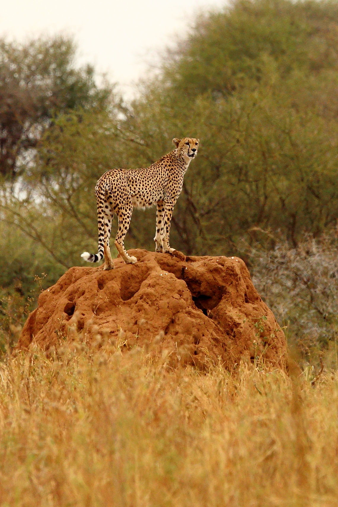 Ghepardo su termitaio