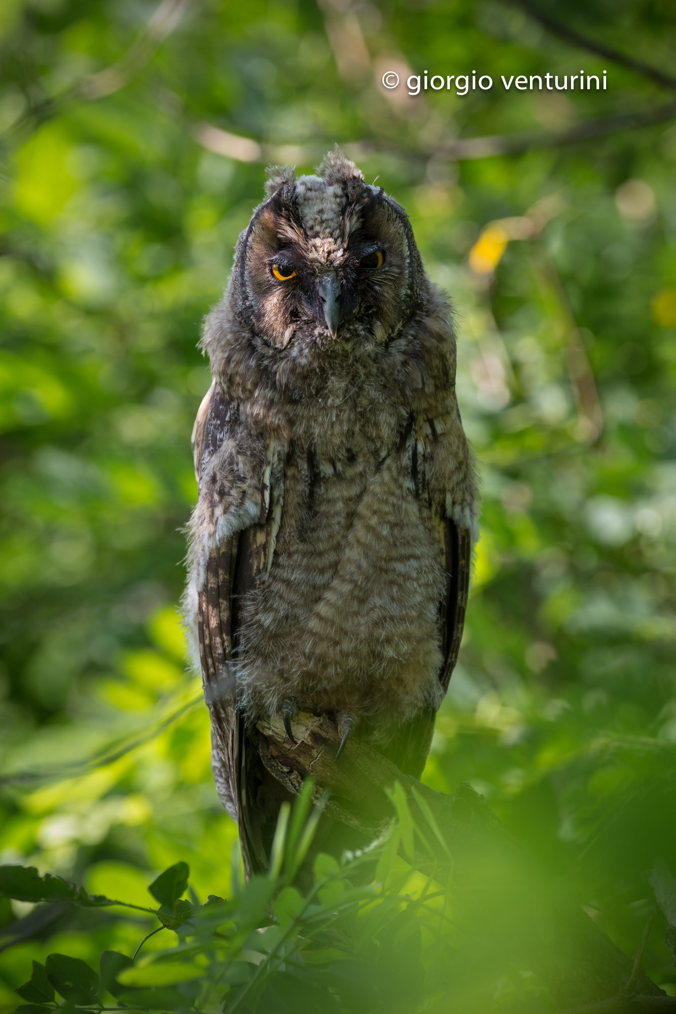 immaturo di gufo comune
