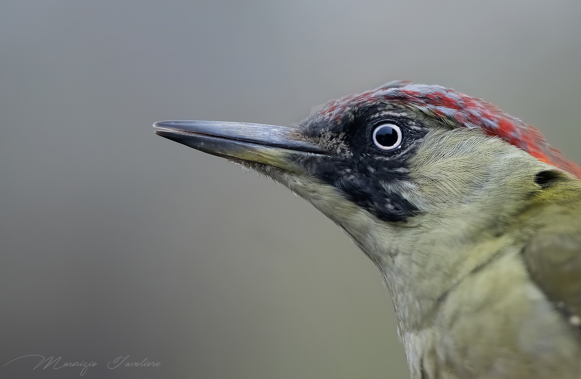 Picchio verde portrait ..