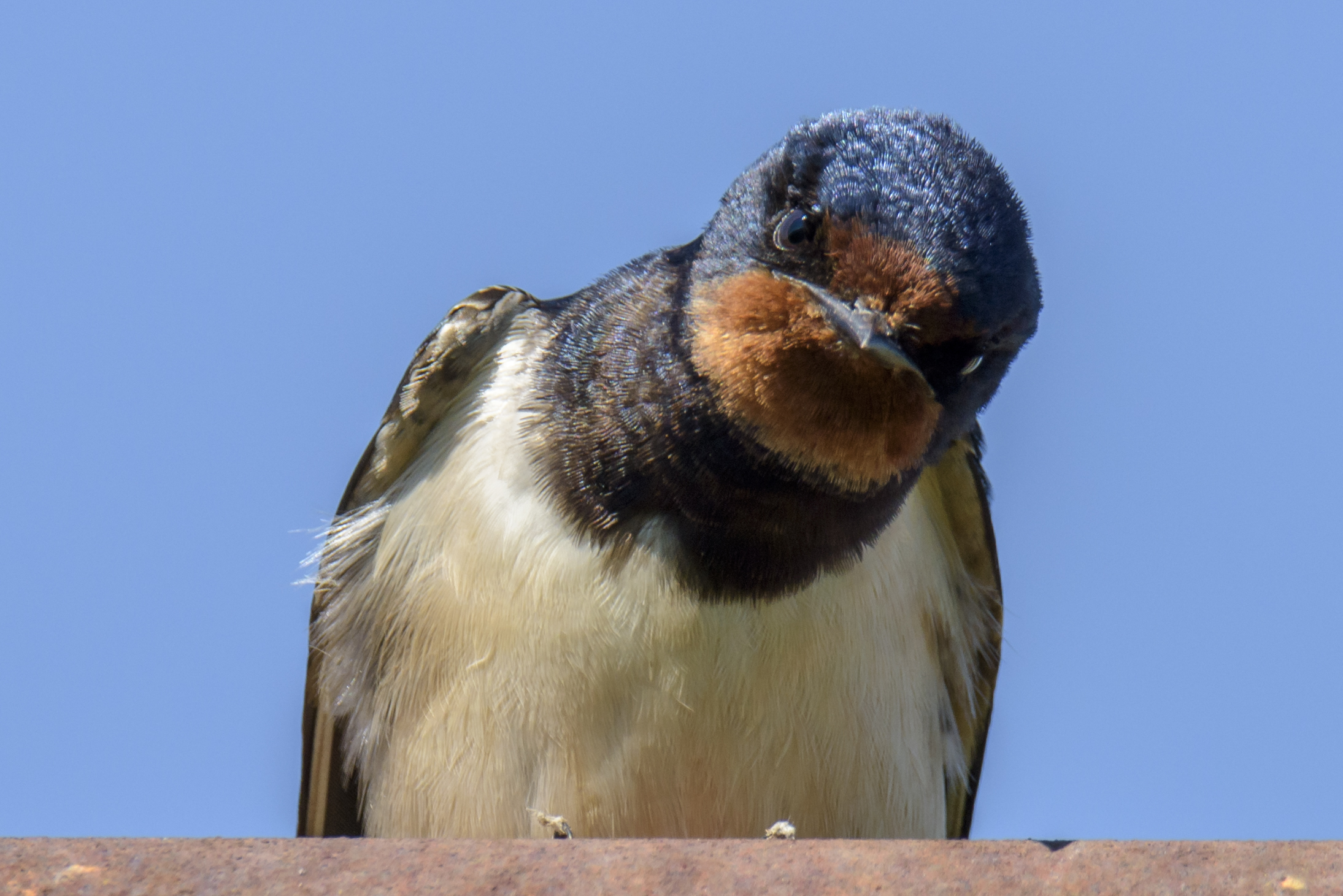 Curious swallow