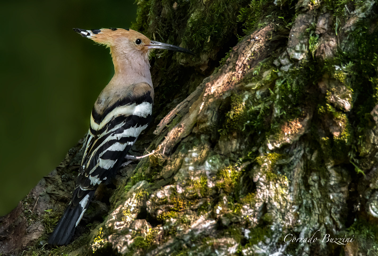 Hoopoe