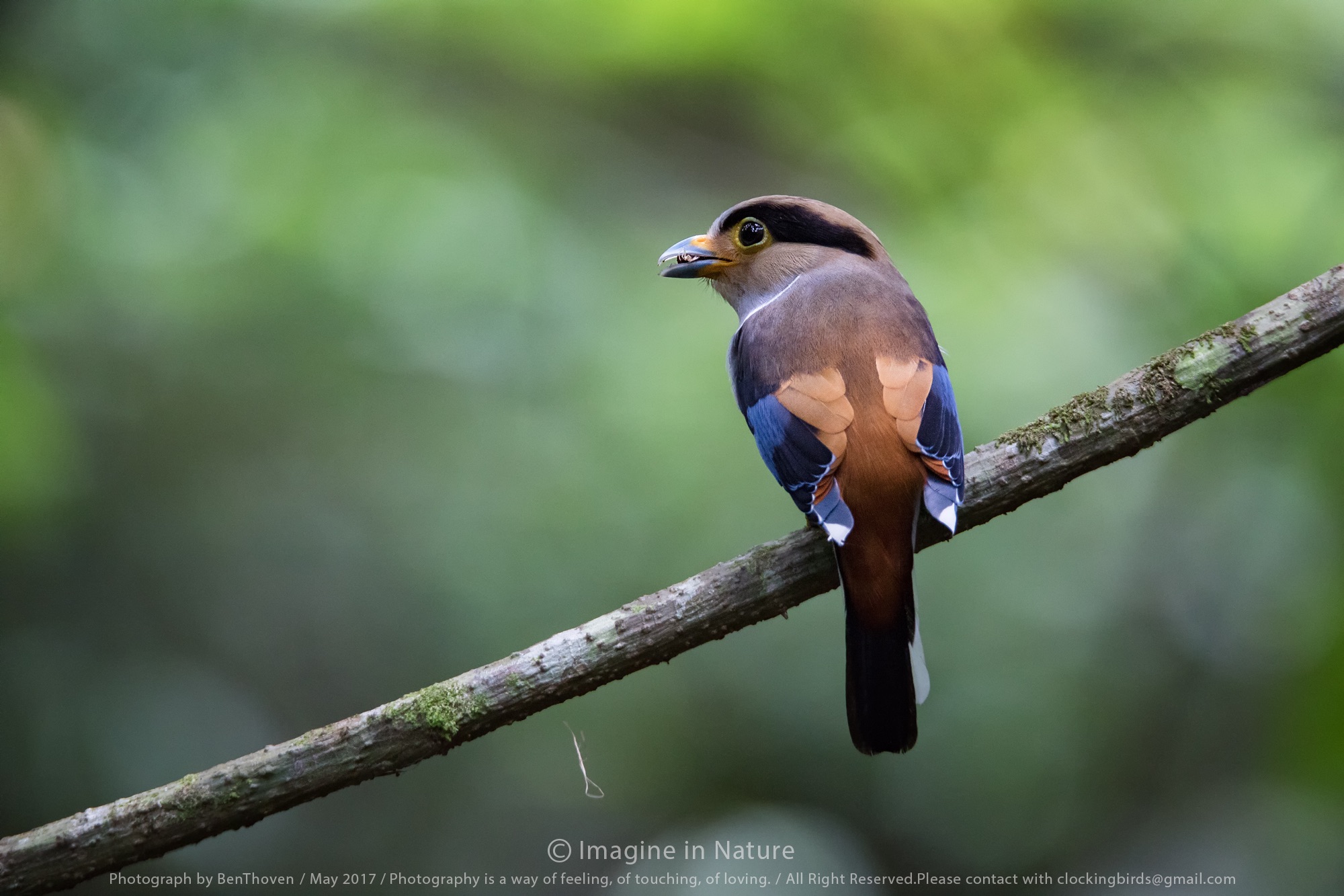Aspetta bambino: Broadbill d'argento