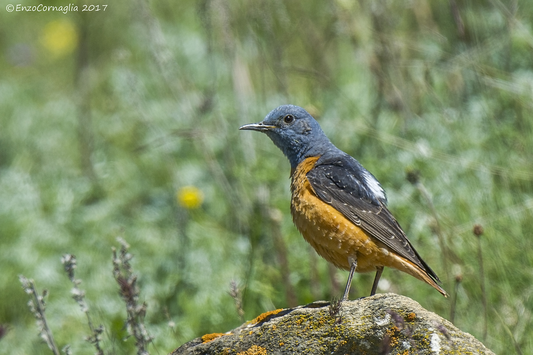 redstart