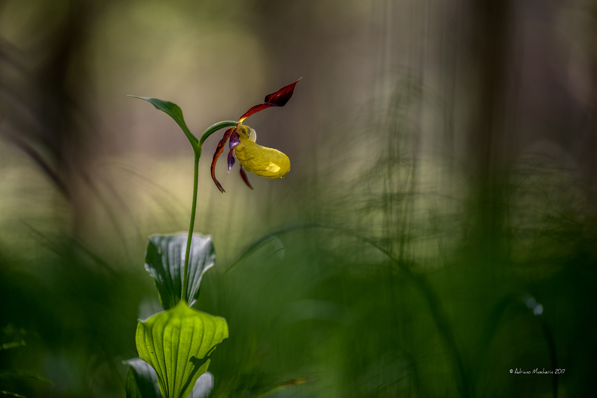 Cypripendium Calceolus