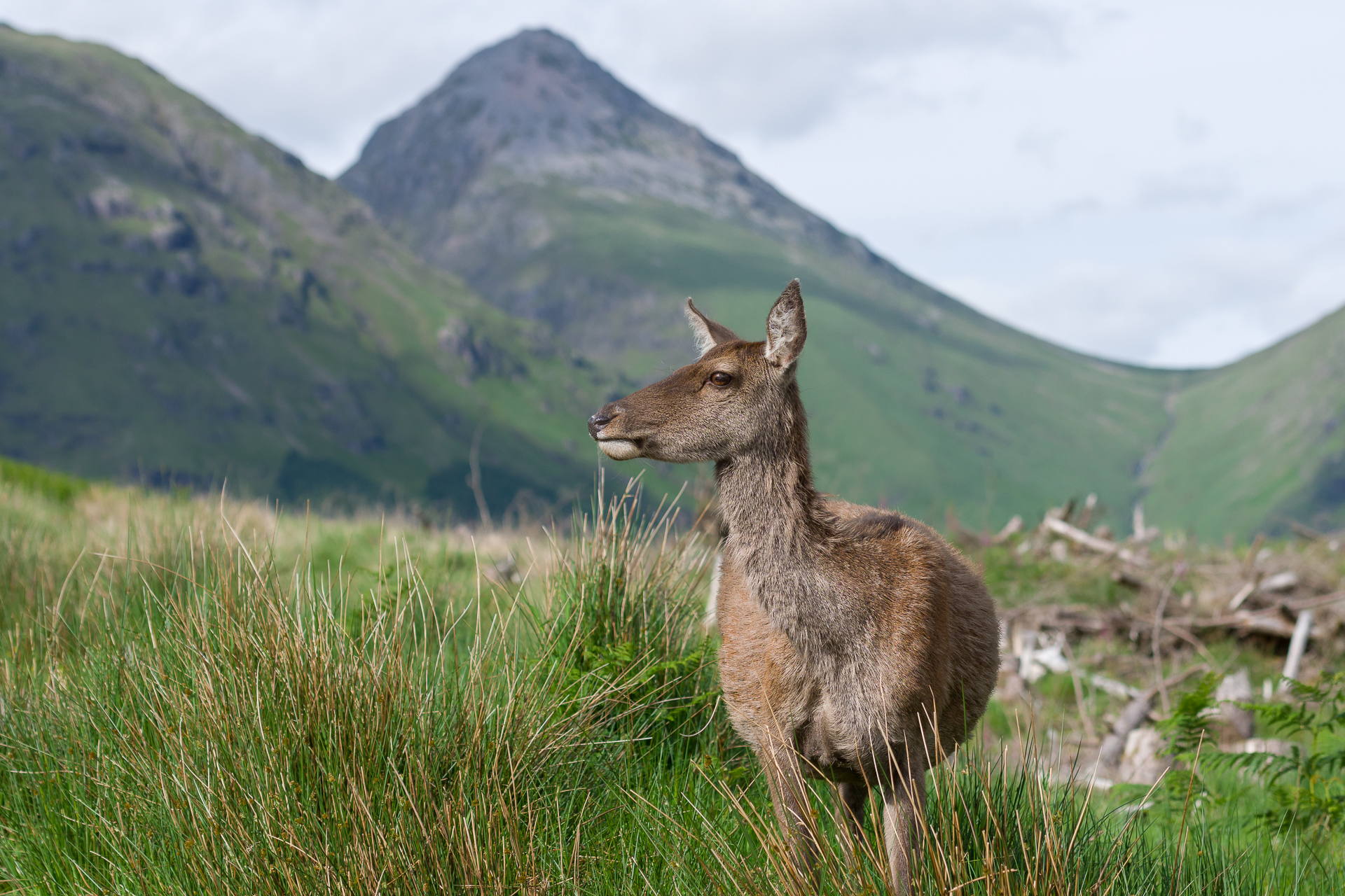 Young Deer, Scottish Highlands