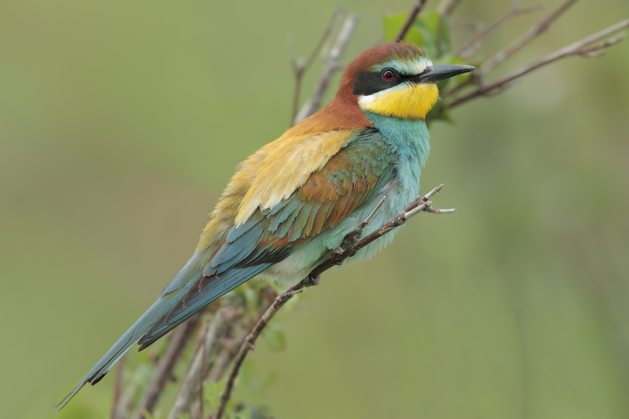 Bee eater