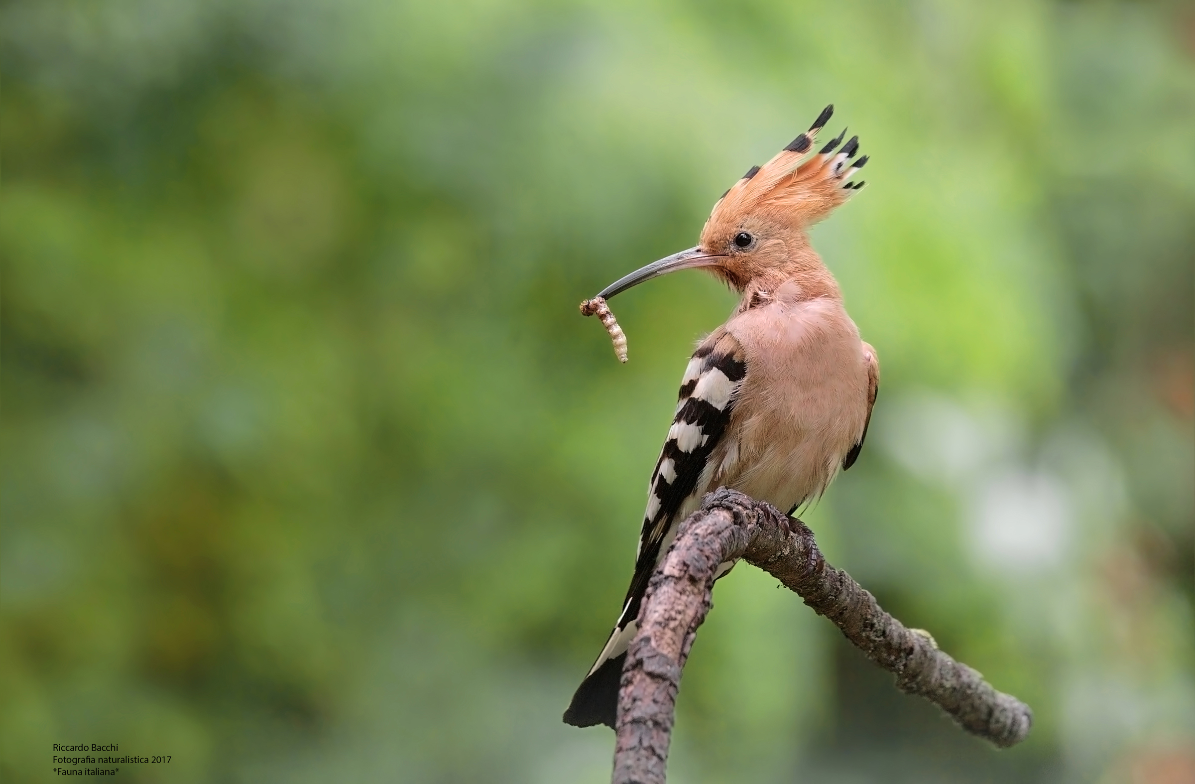 Upupa con bruco di farfalla