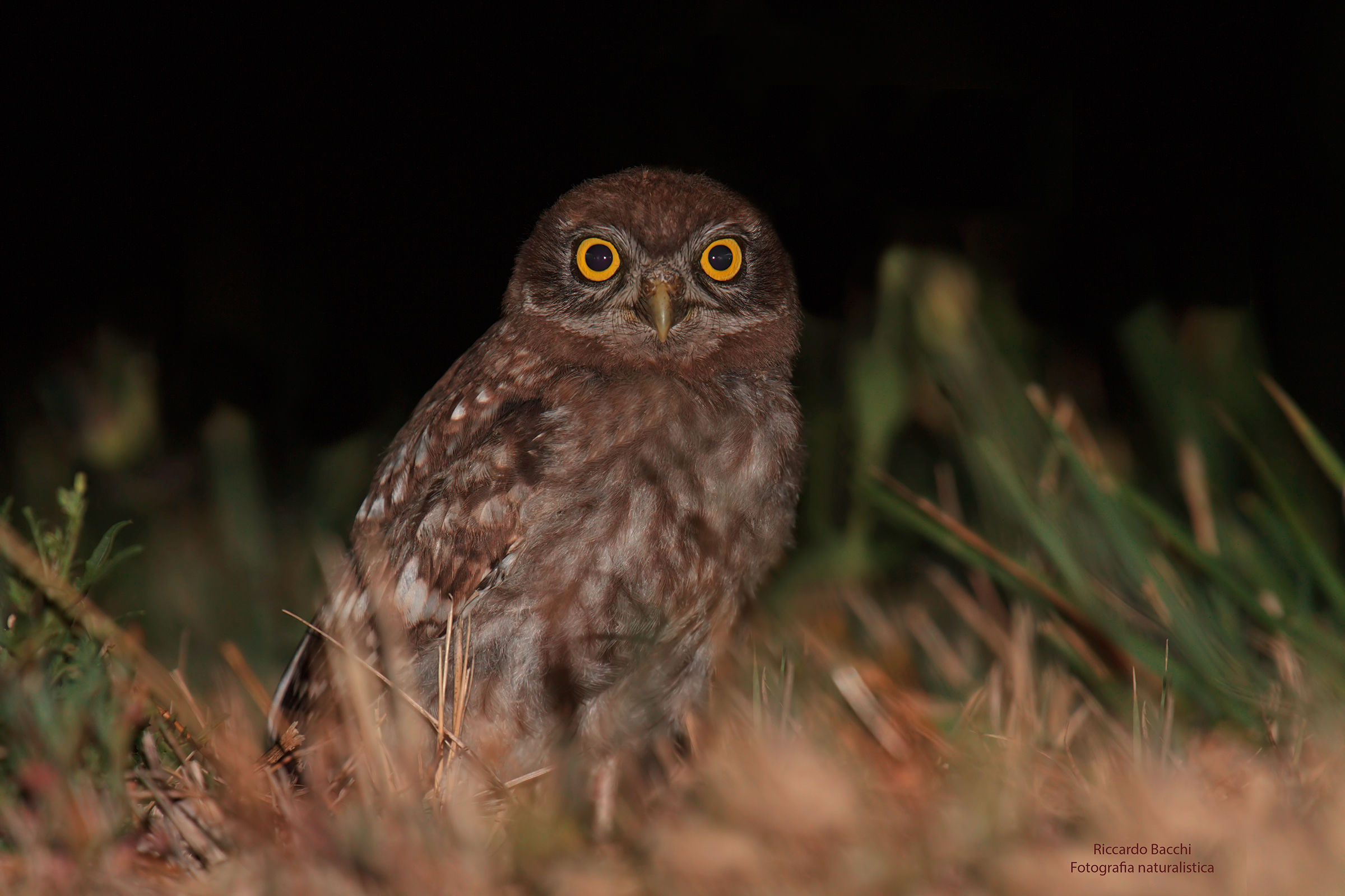 Civetta juv nel prato nuova pp
