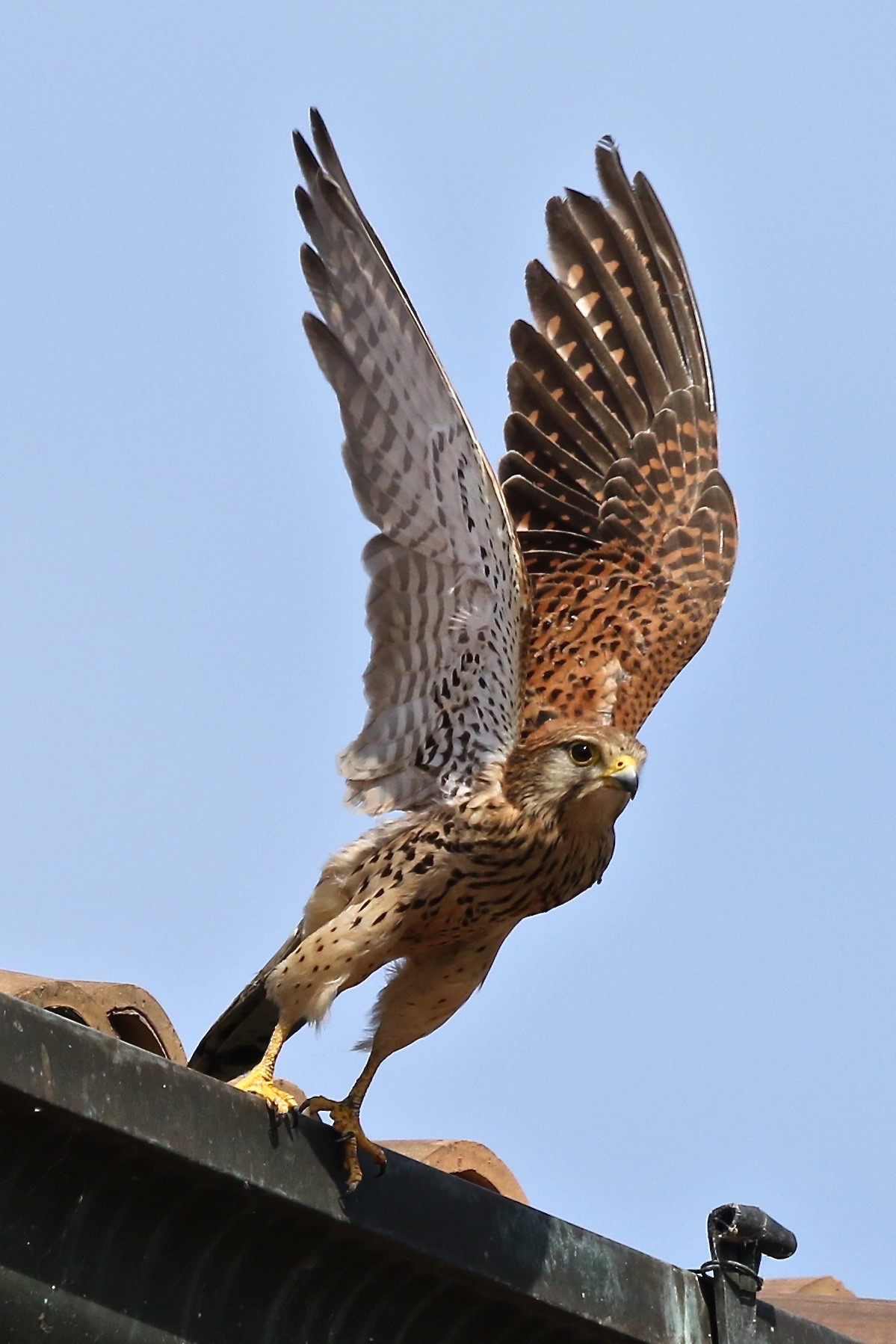 Kestrel