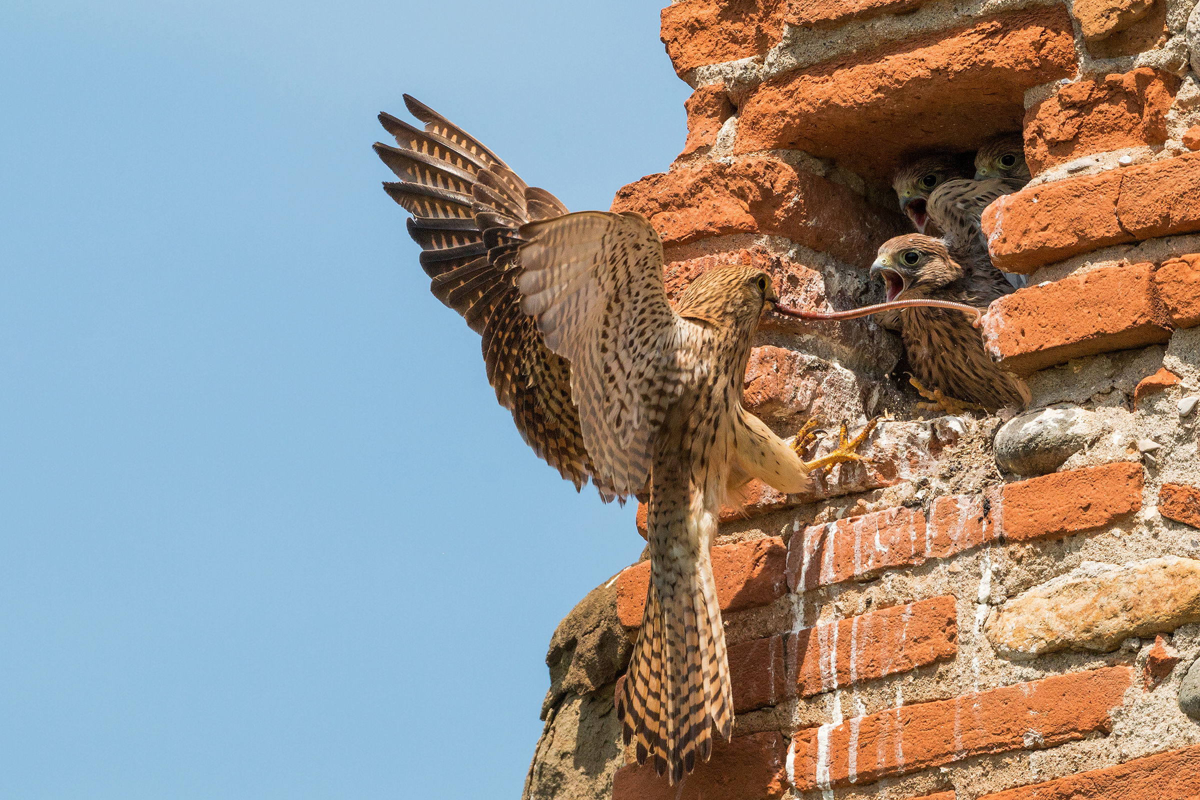 L'imbeccata del gheppio (lombrico)