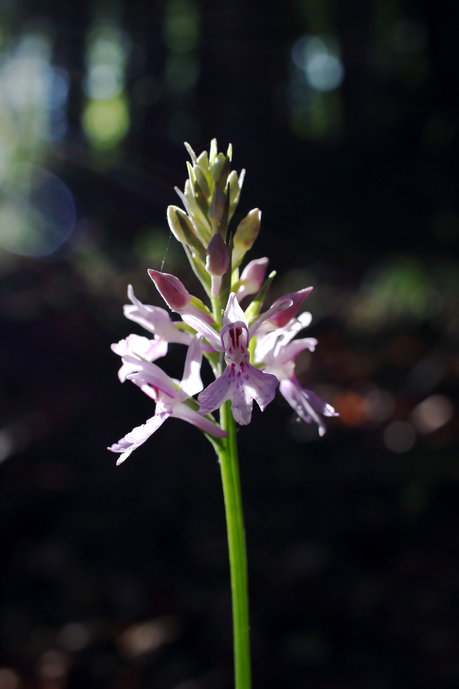 Dactylorhiza maculata
