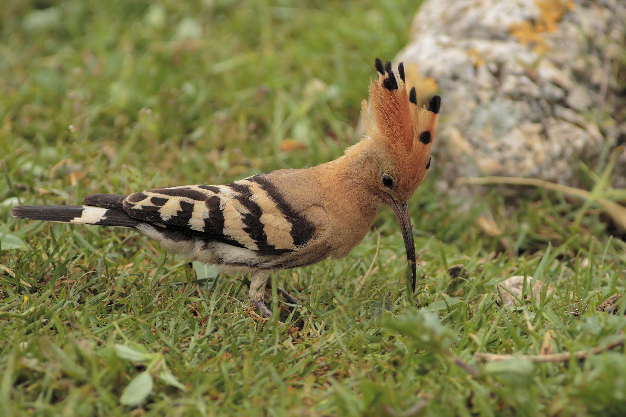 Hoopoe