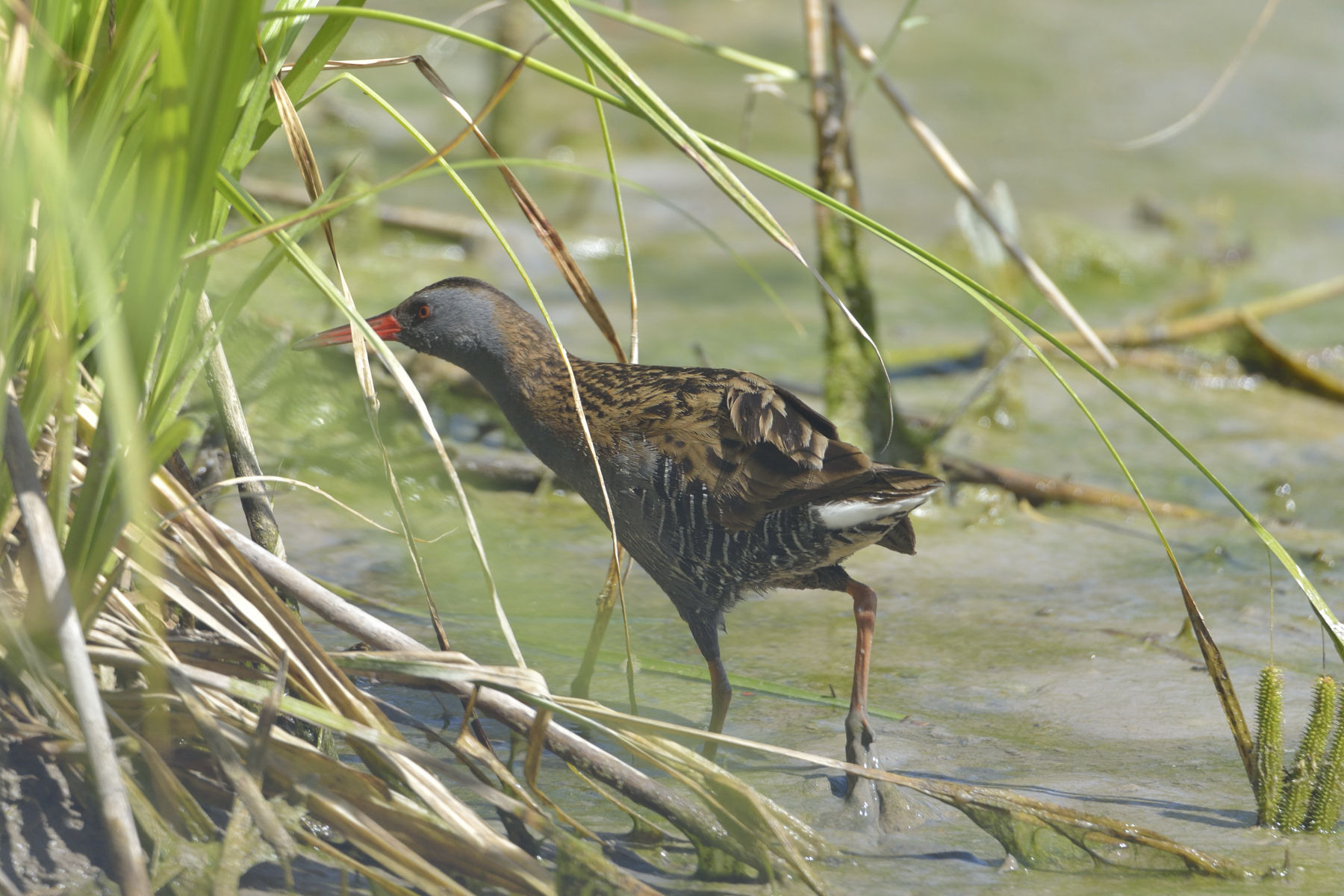 Water Rail