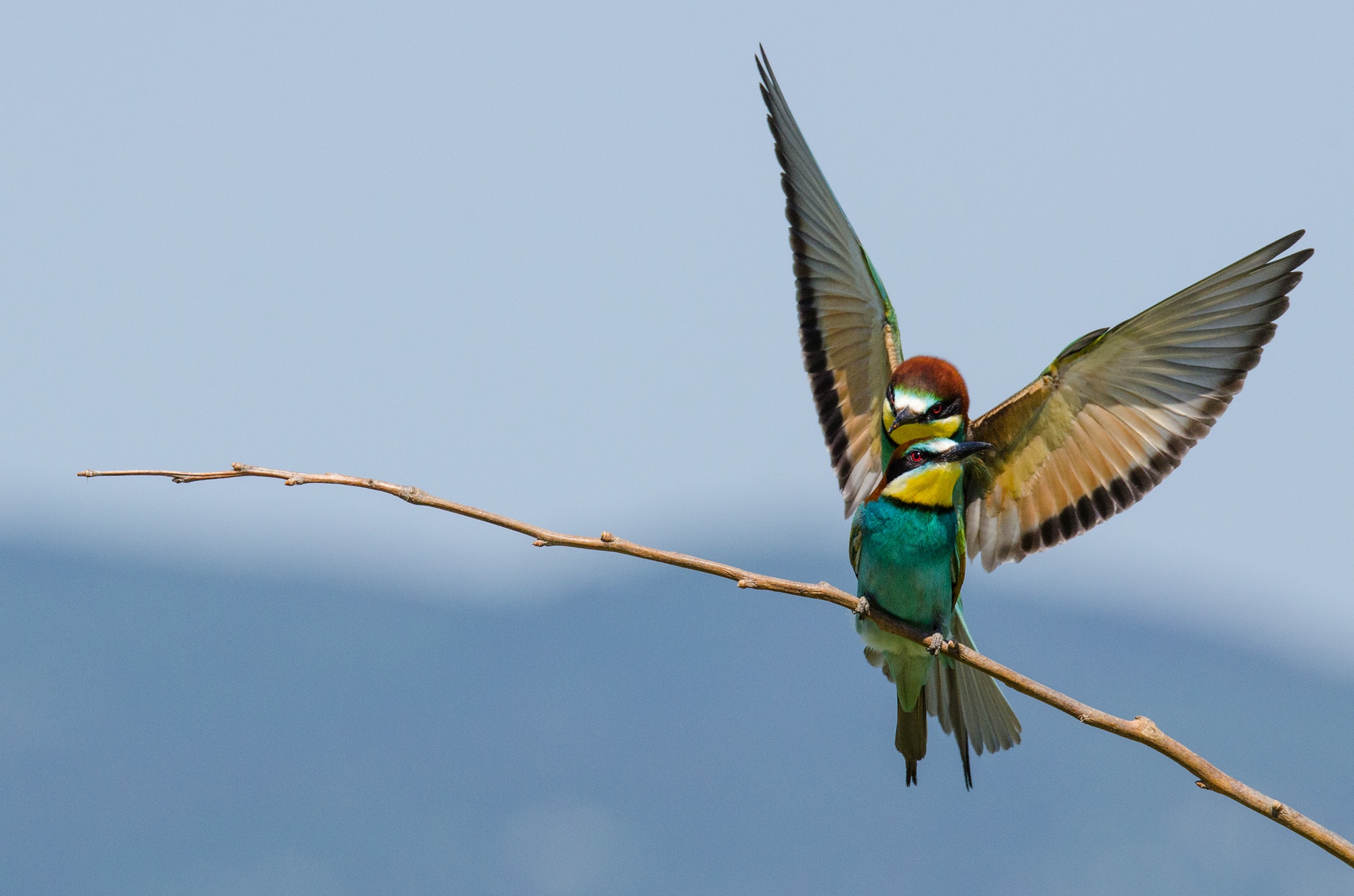 The arrival from the companion