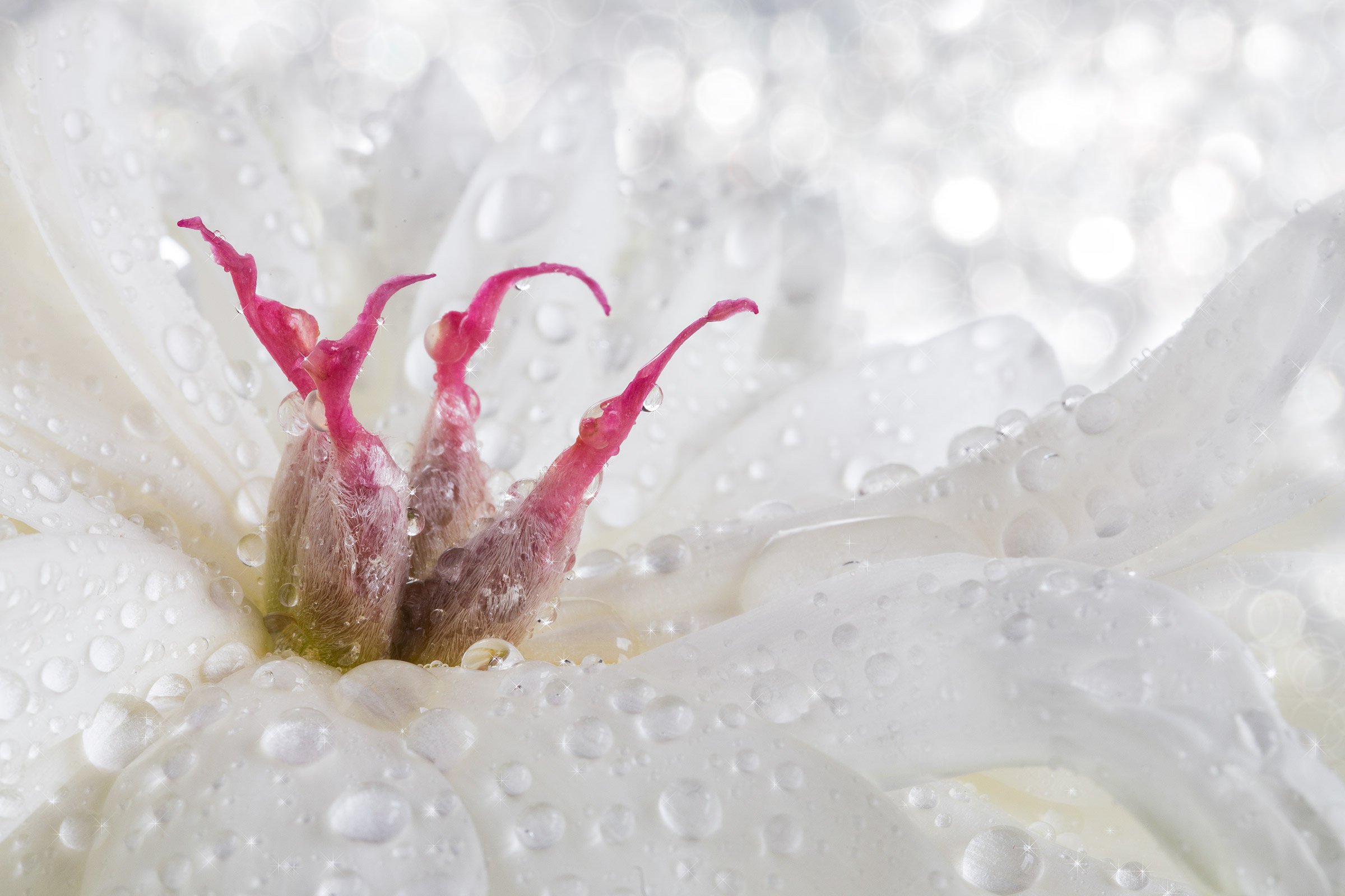 La Peonia di Lorenza