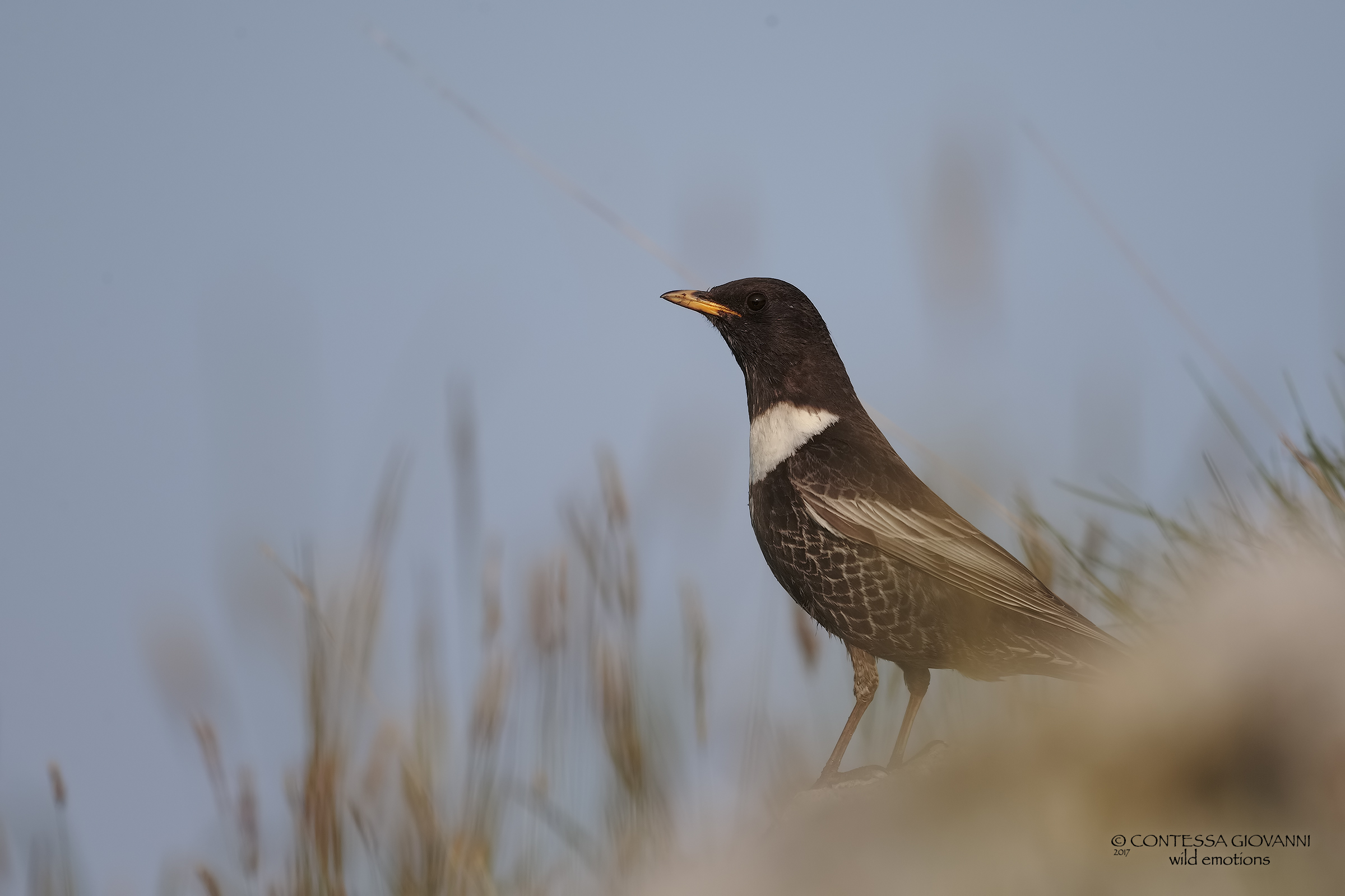 Crap from the collar