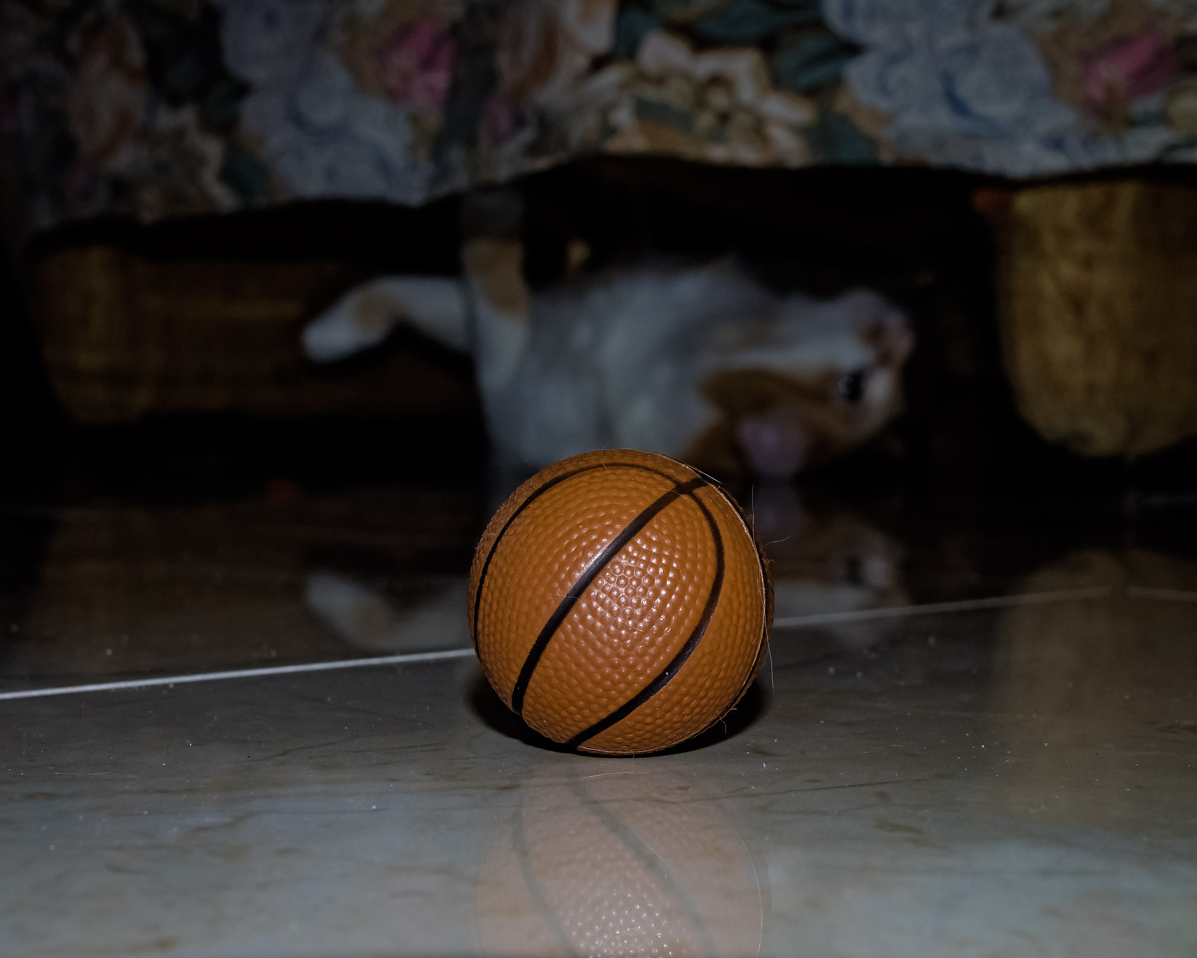 The new ball of Gattone