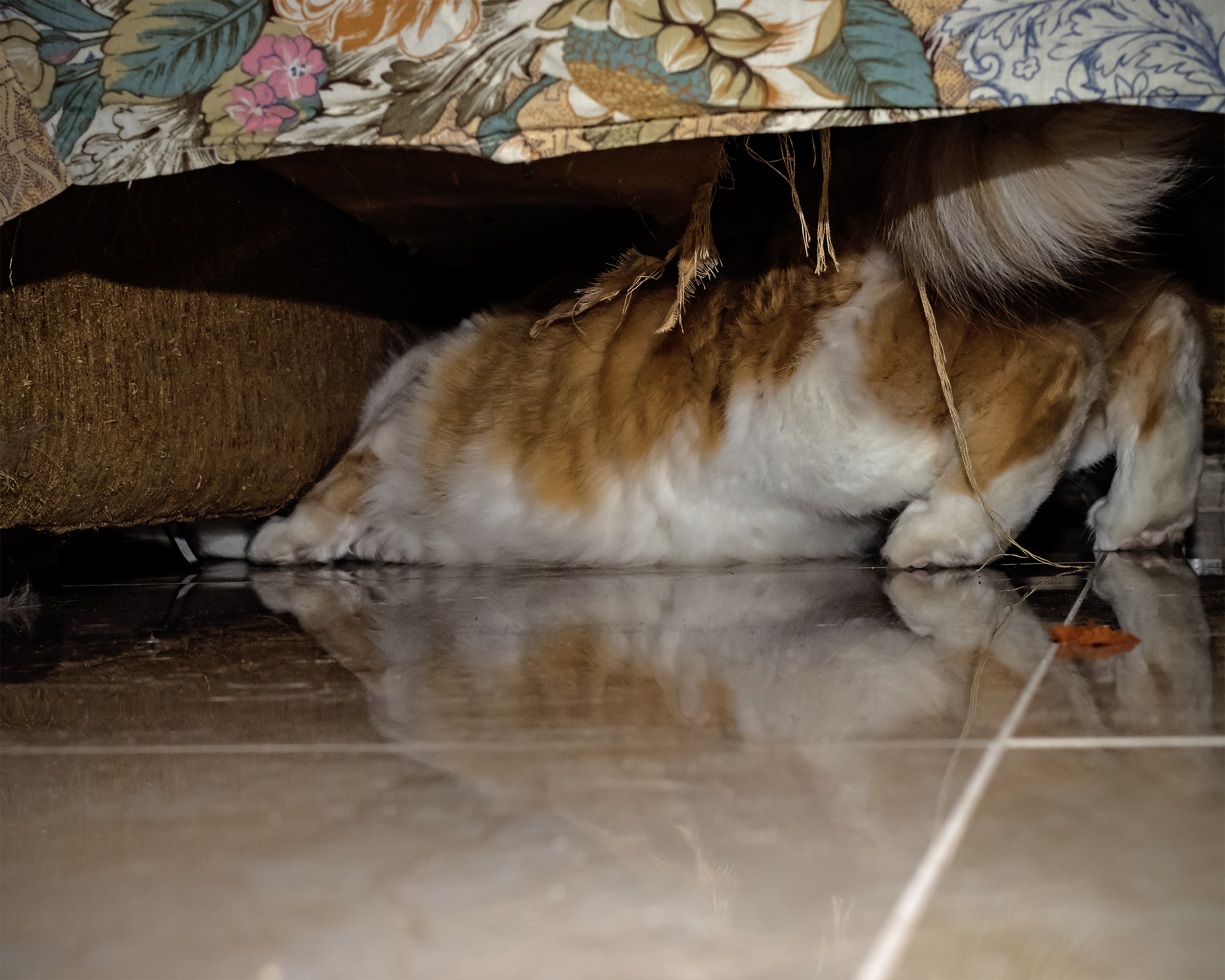 Where did you go ball? Mreow!