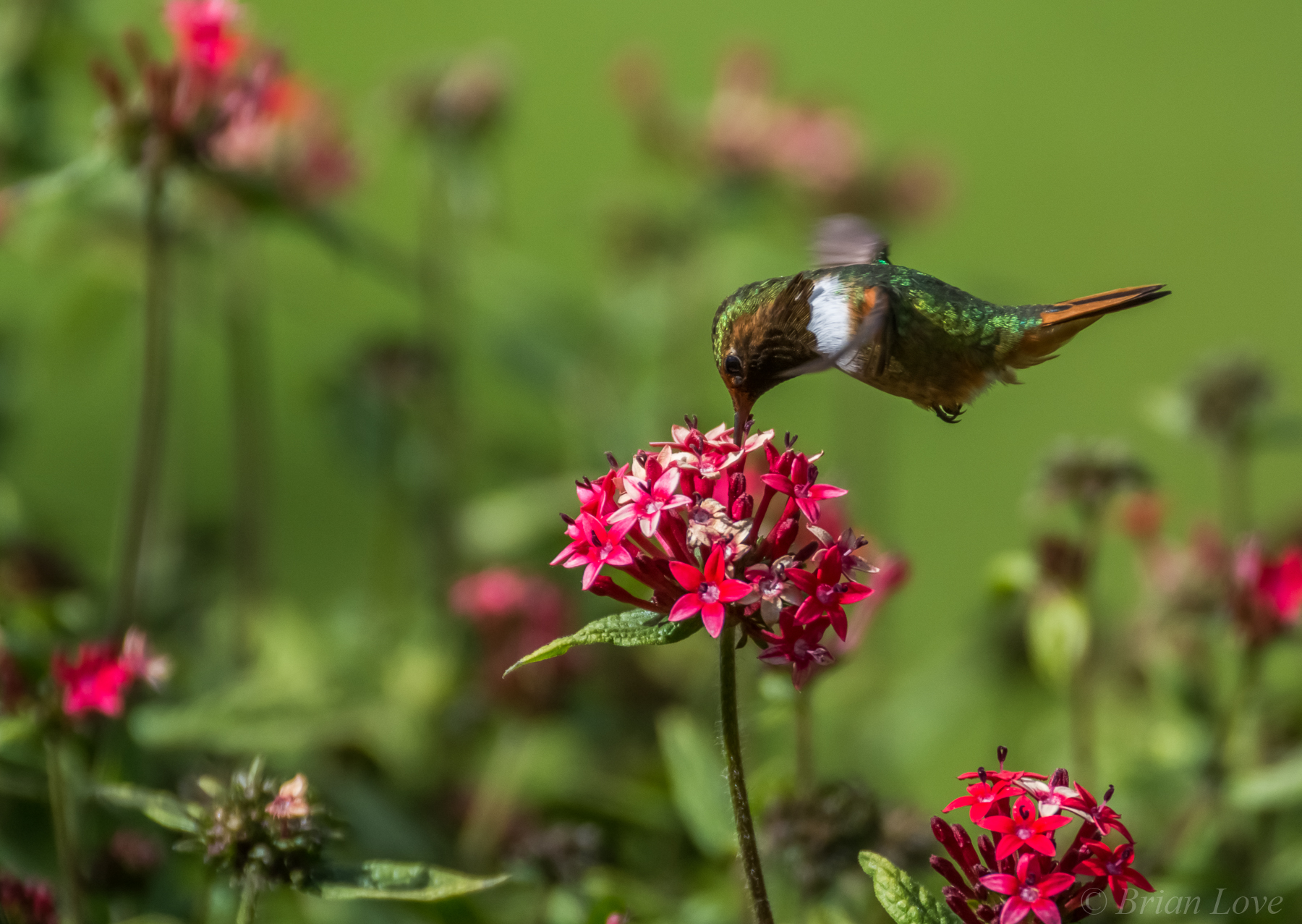 Colibrì scintillante (scintilla di Selasphorus)