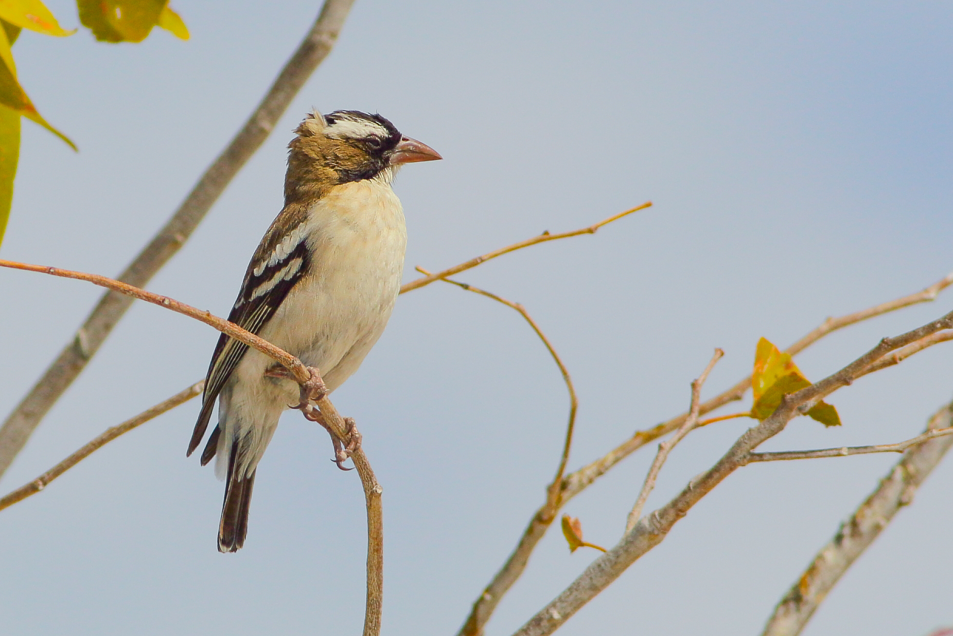 Passero tessitore dal sopracciglio bianco