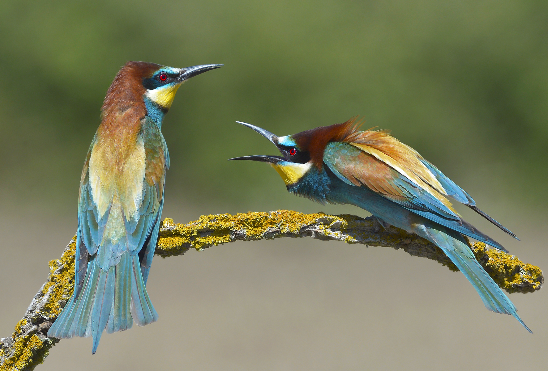 Il litigio dei gruccioni.