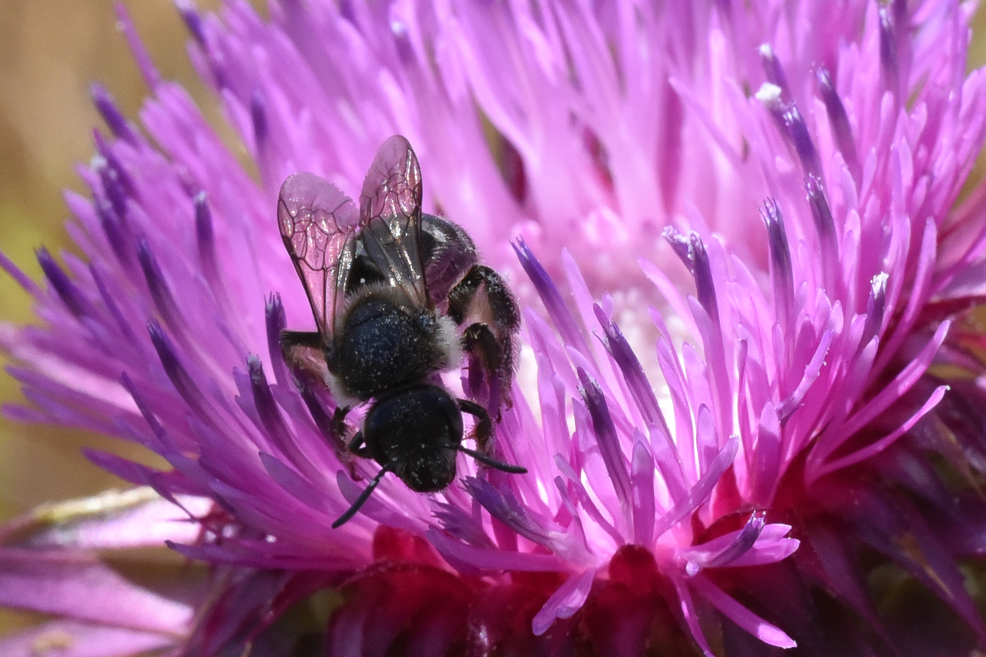 Shooting on the fly with an optic 45 years ago