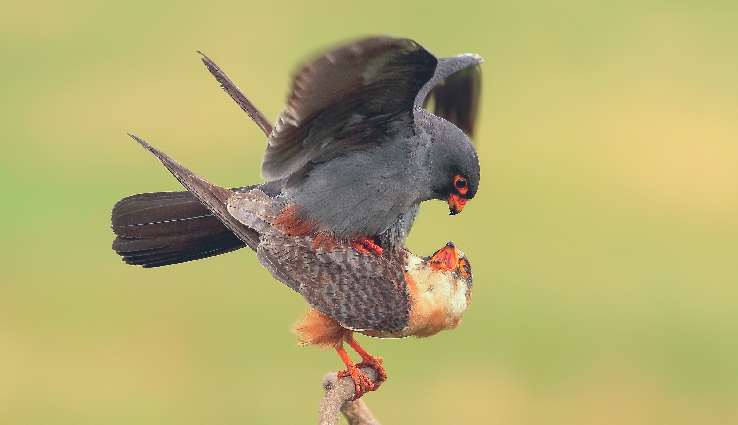 Cuckoo mating paw