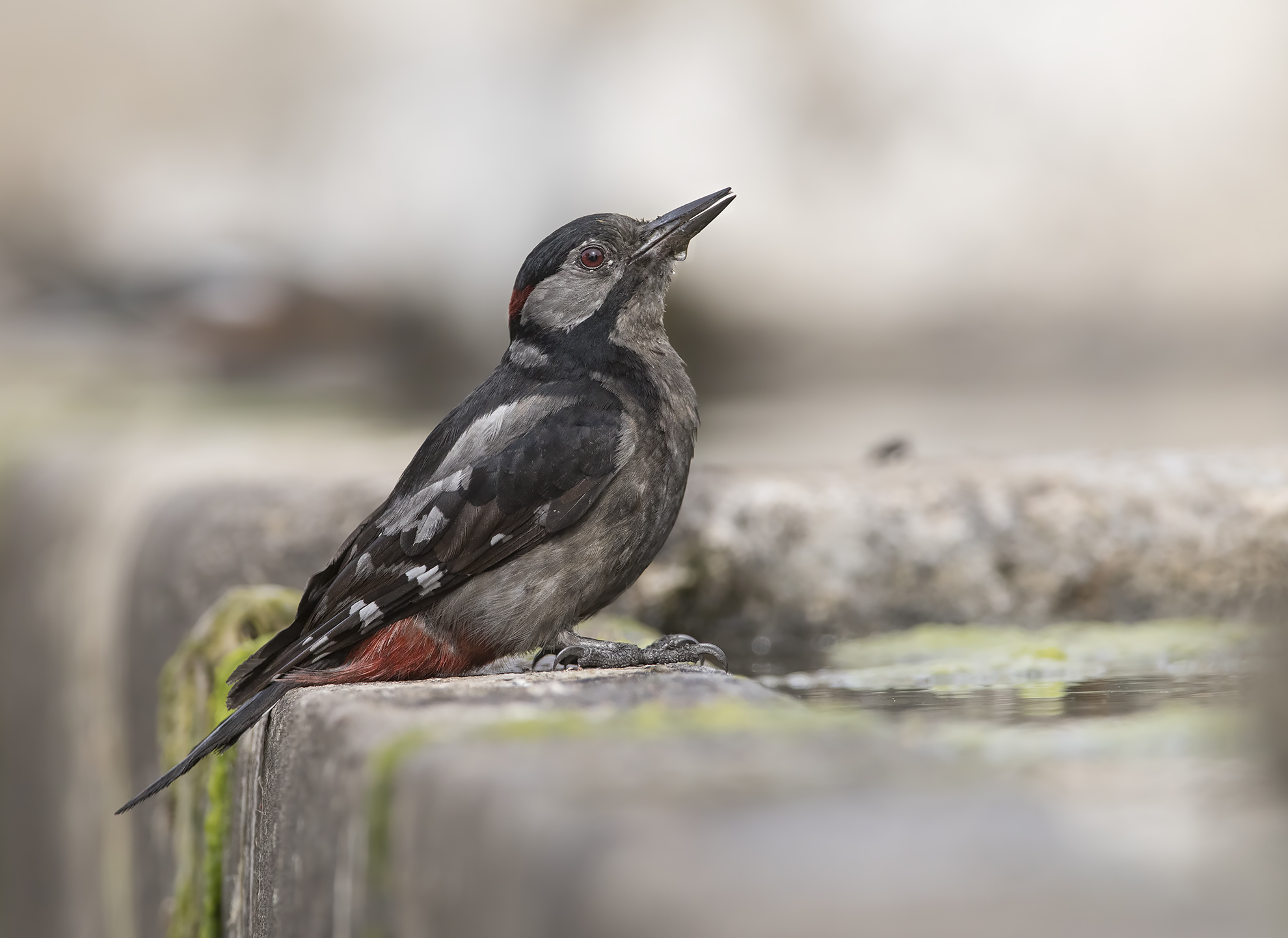 picchio fuligginoso...