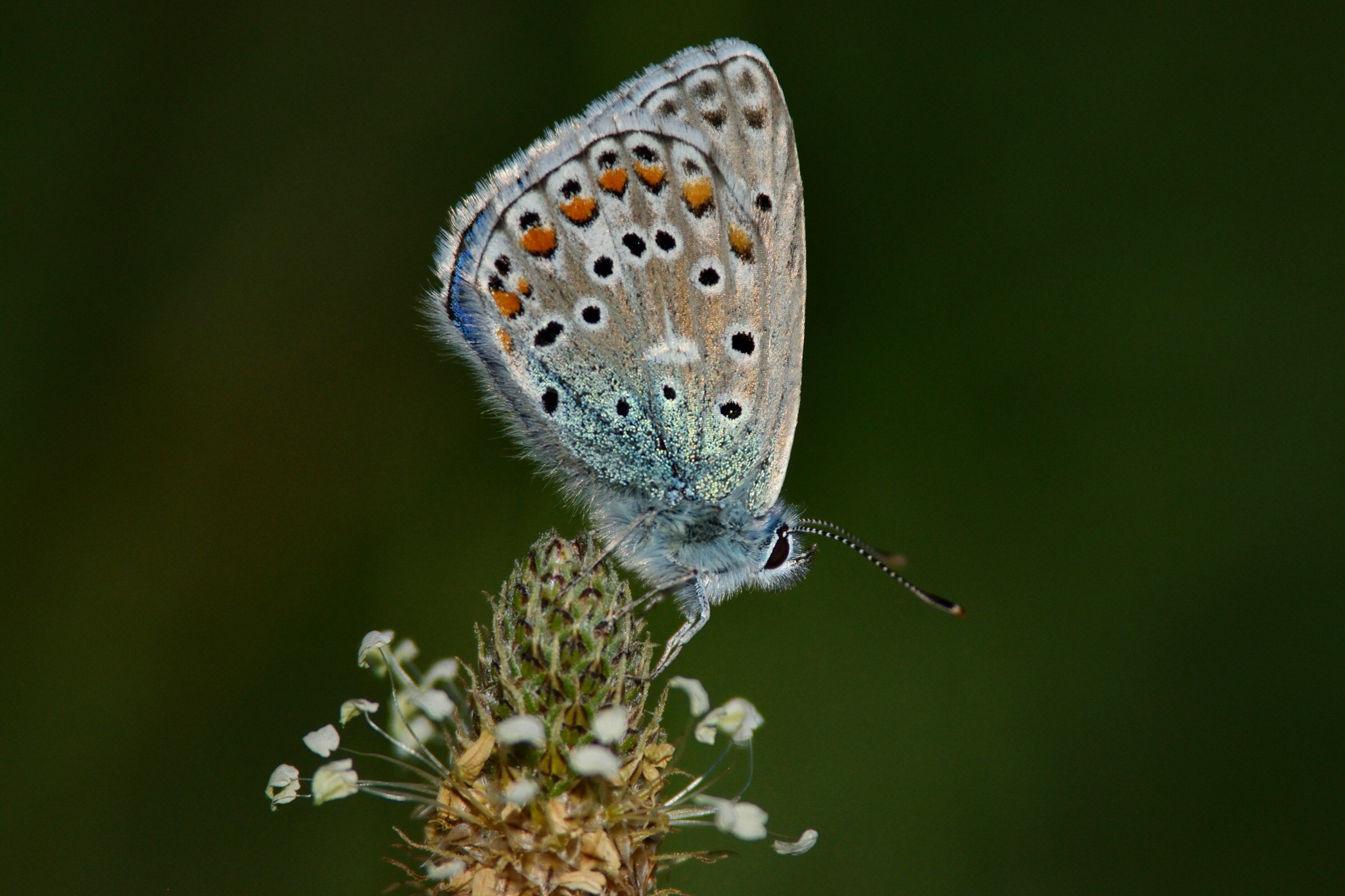 Polyommatus icarus...