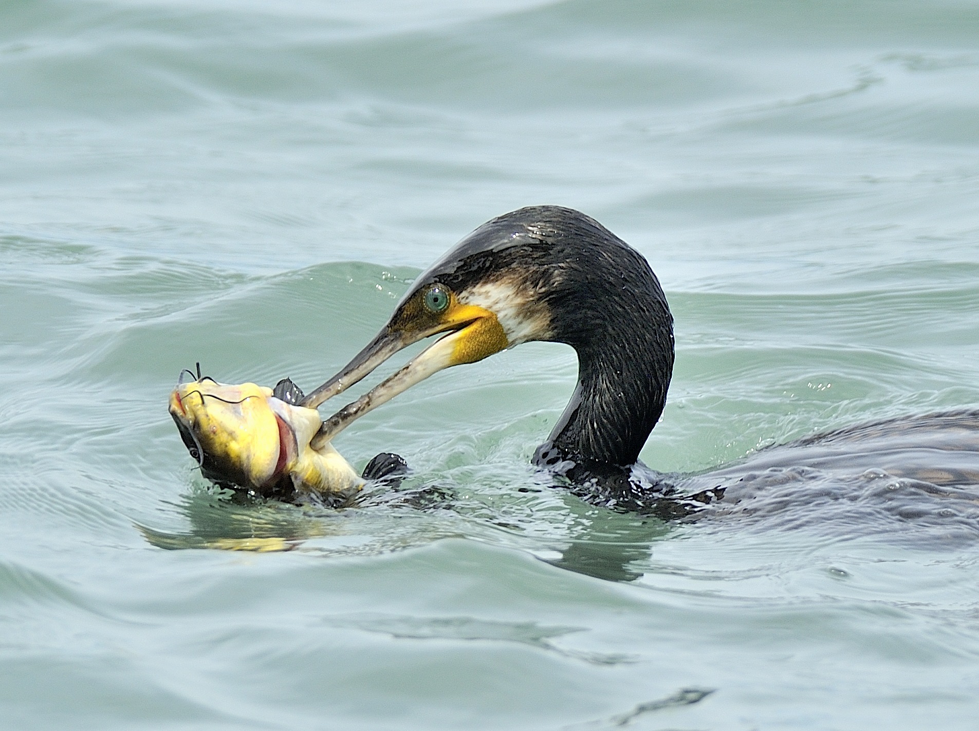 cormorano con pescegatto