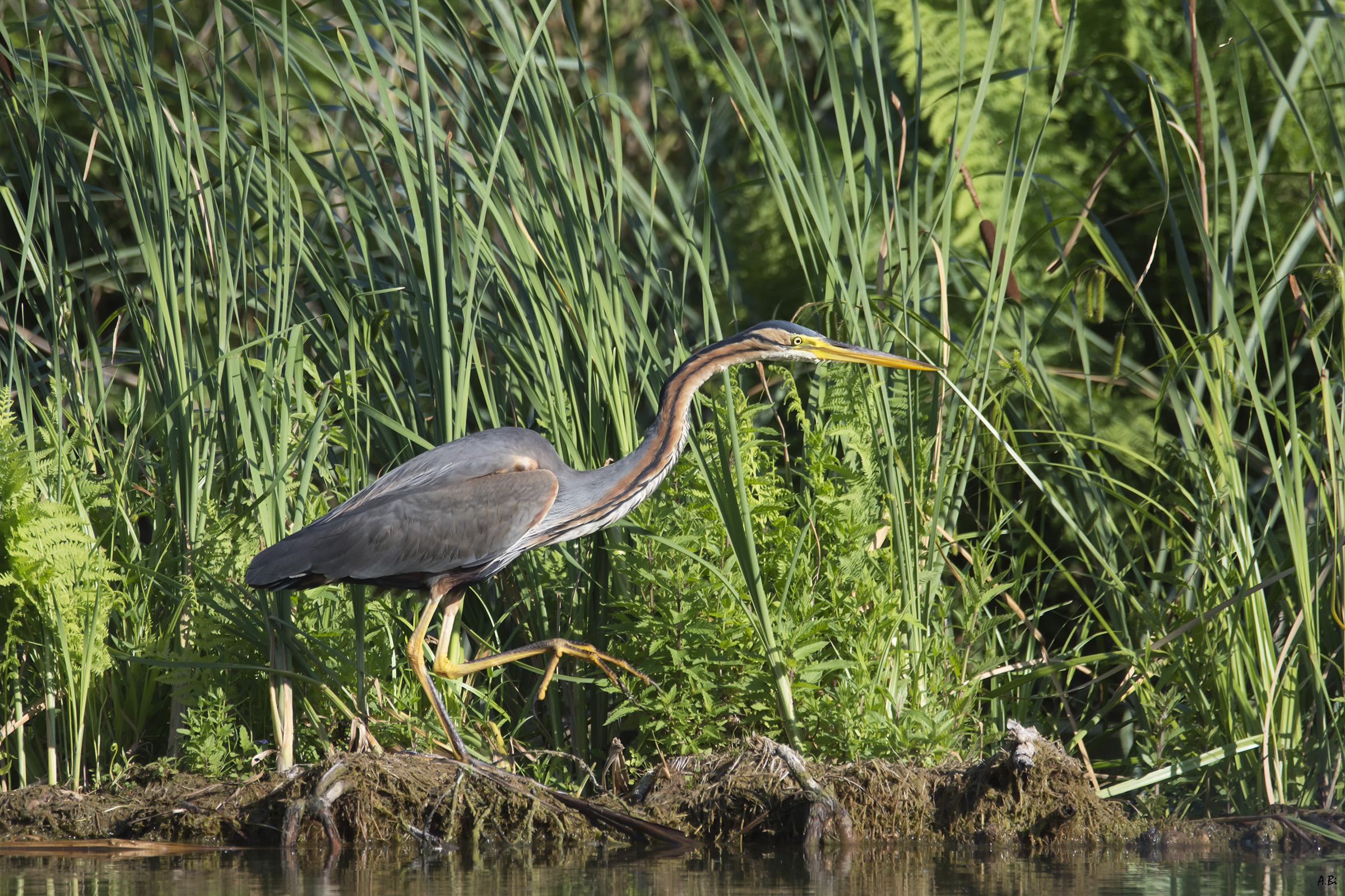 Red heron
