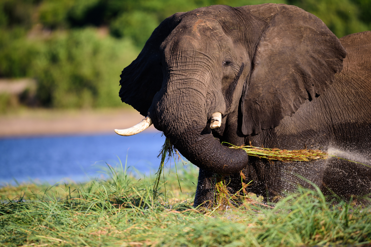 La verdura va lavata bene!