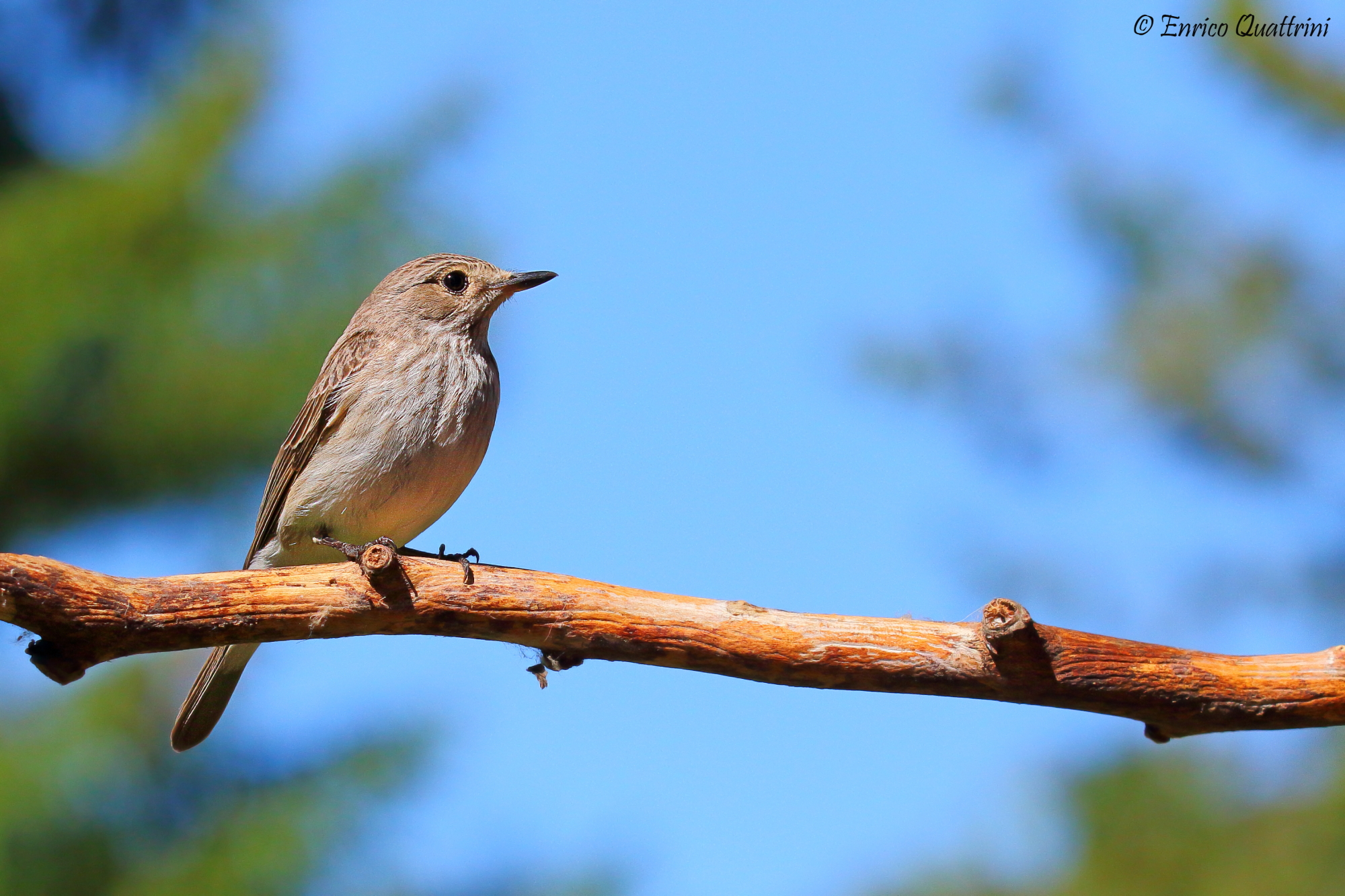 Flycatcher
