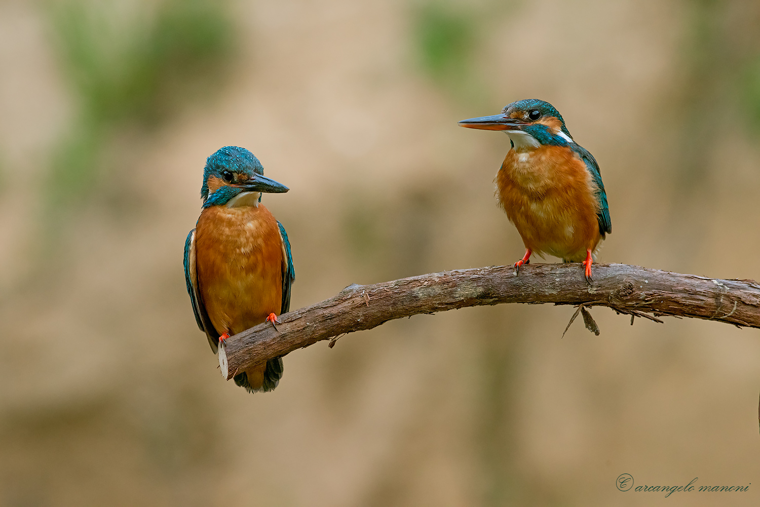 Riunione di famiglia