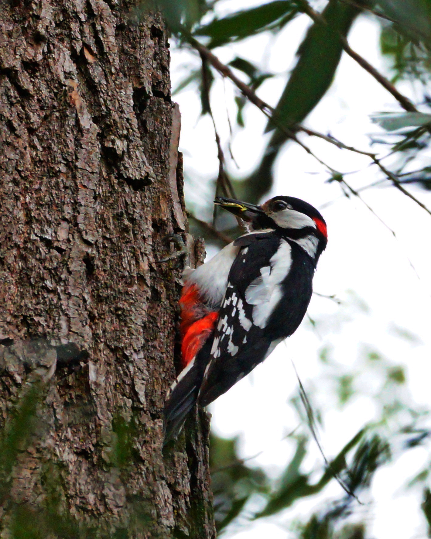 Picchio Rosso Maggiore