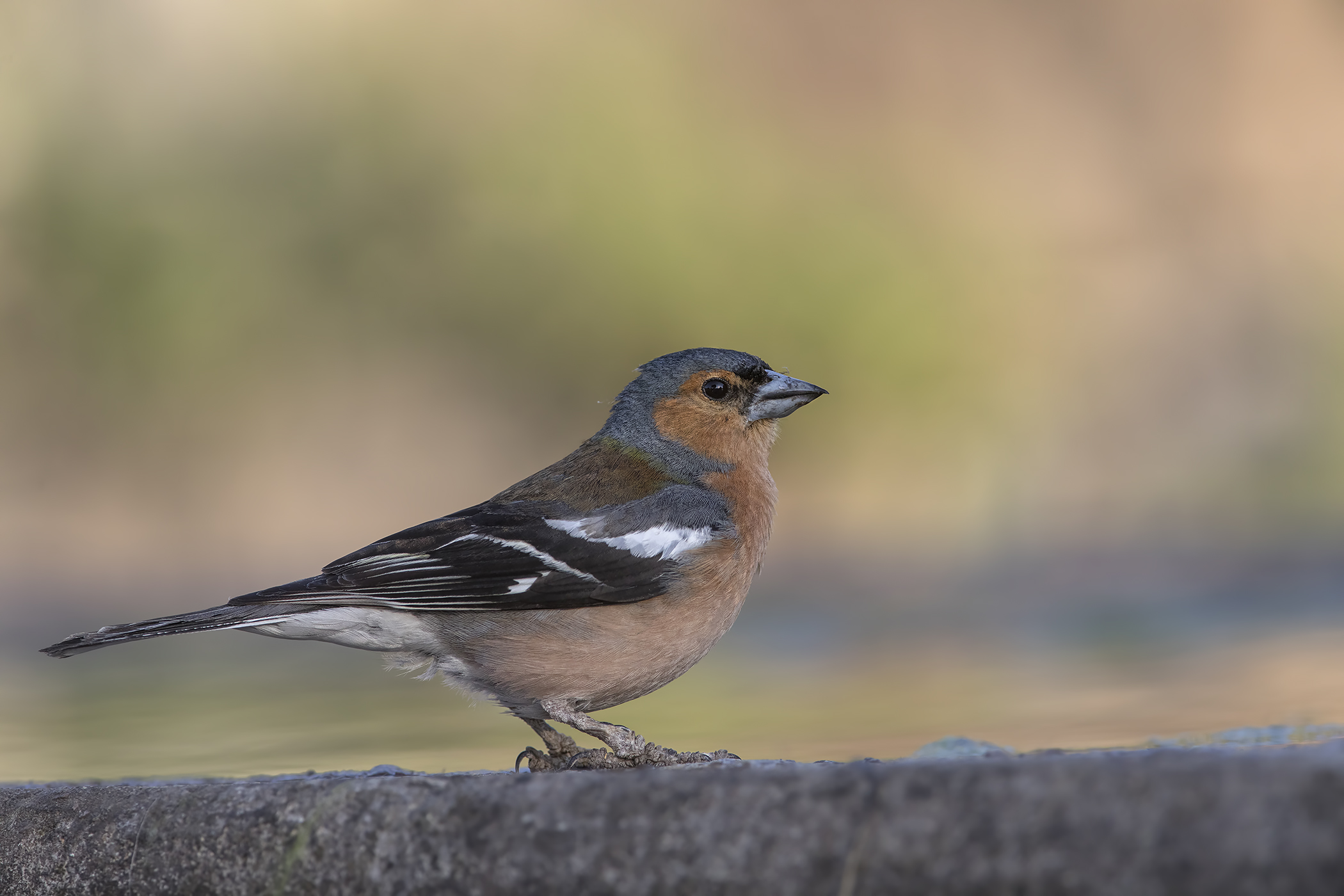 fringuello al tramonto...