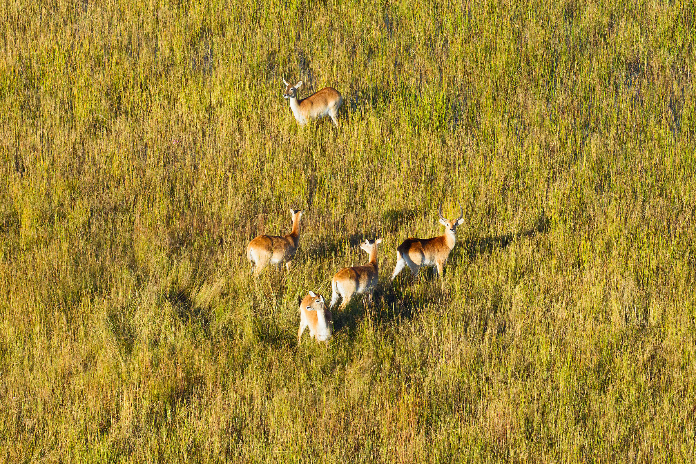 Red lechwe curiosi