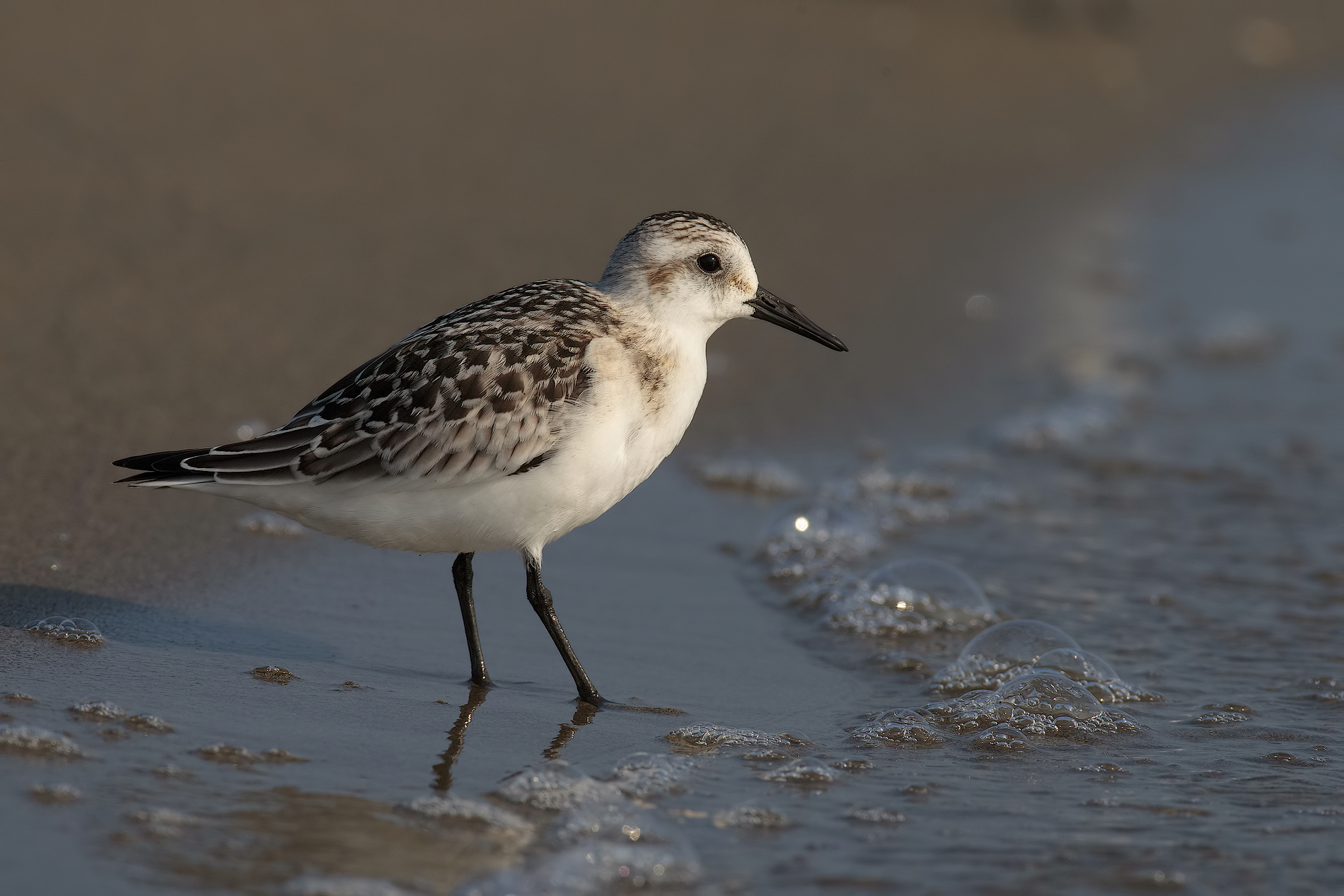 Sandpiper tridattilo3