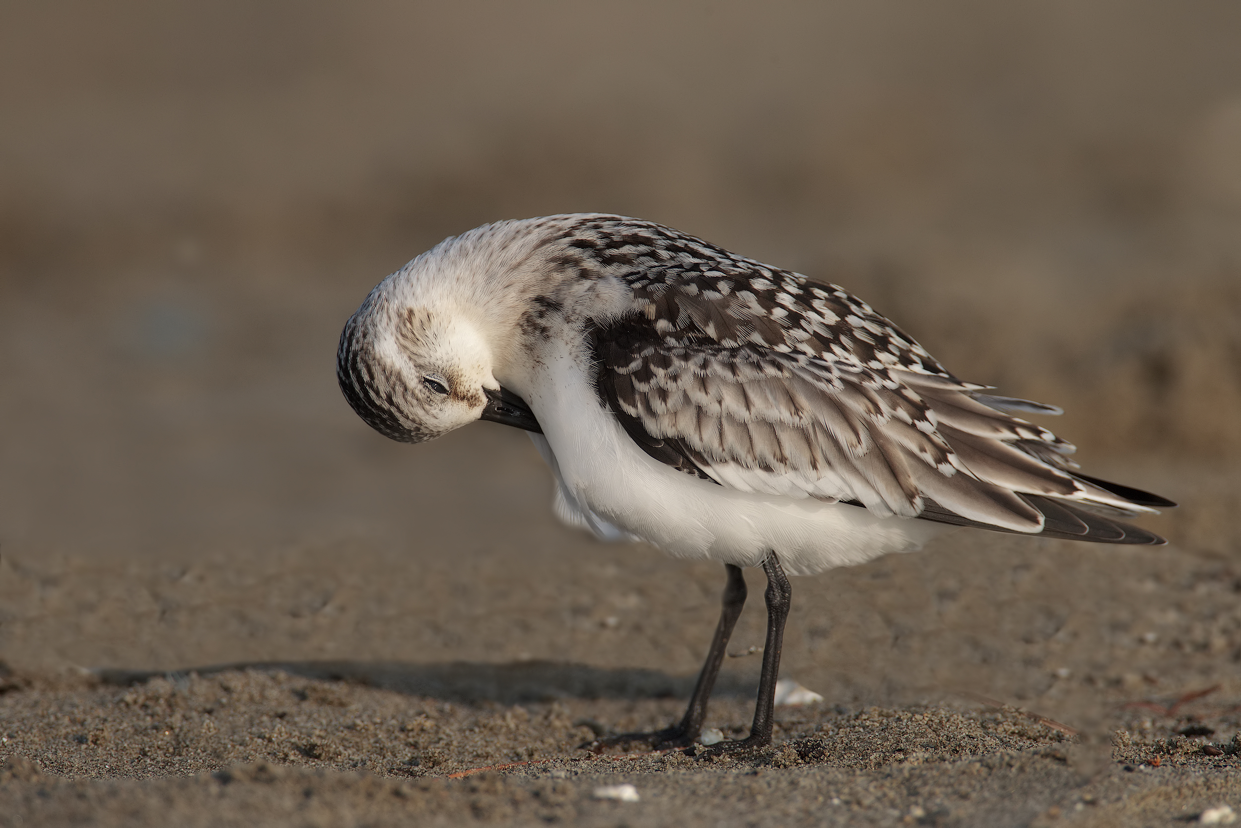 Sandpiper tridattilo6