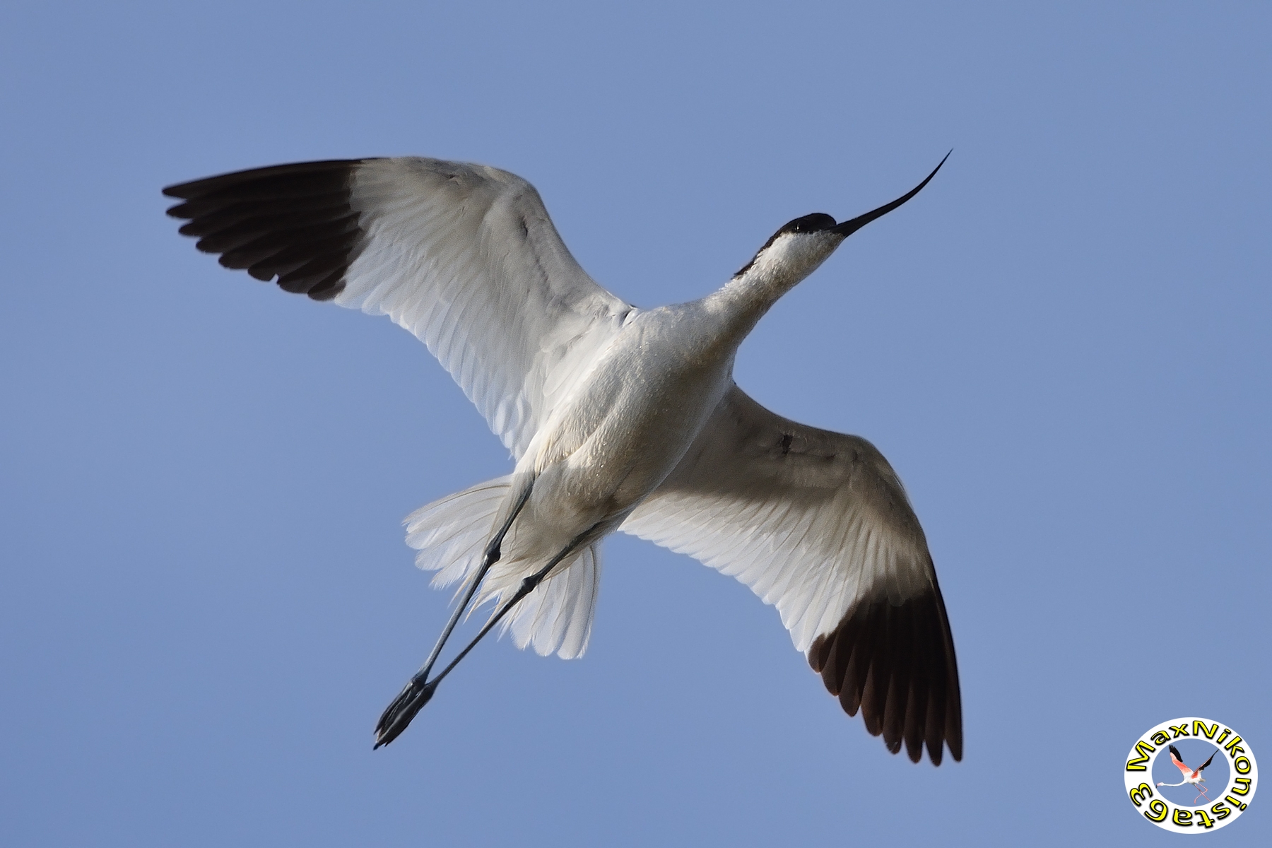 Avocet