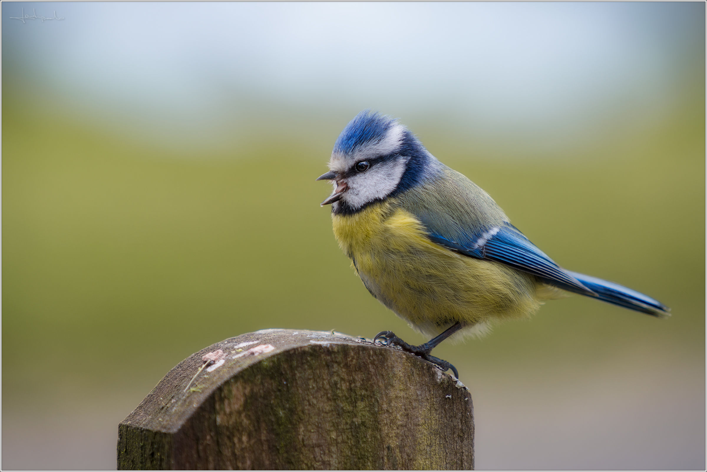 Cinciarella Scozzese