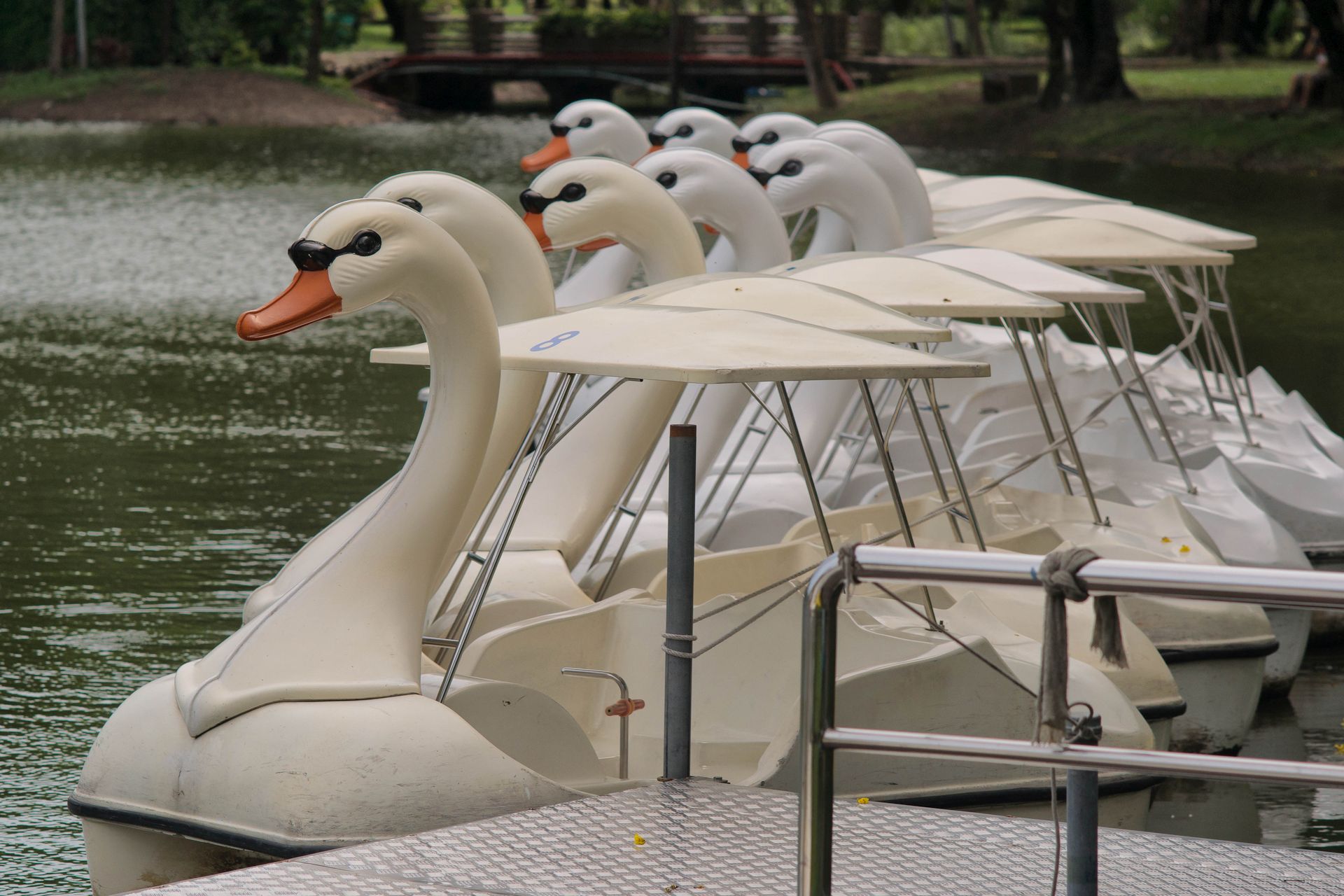 A Drift of Swan Boats, or Swan Boats Adrift
