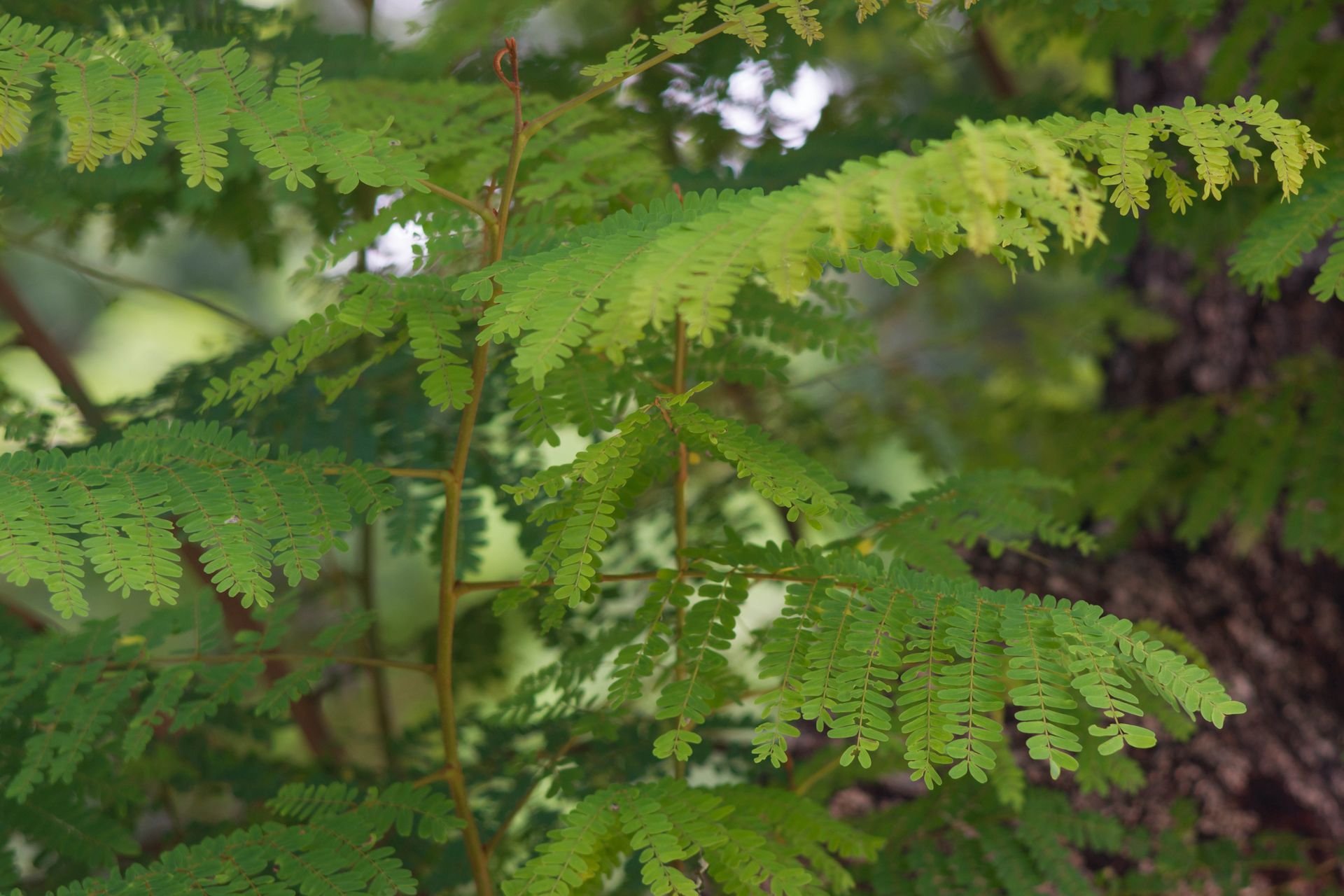 The Five Colors Blind the Eye