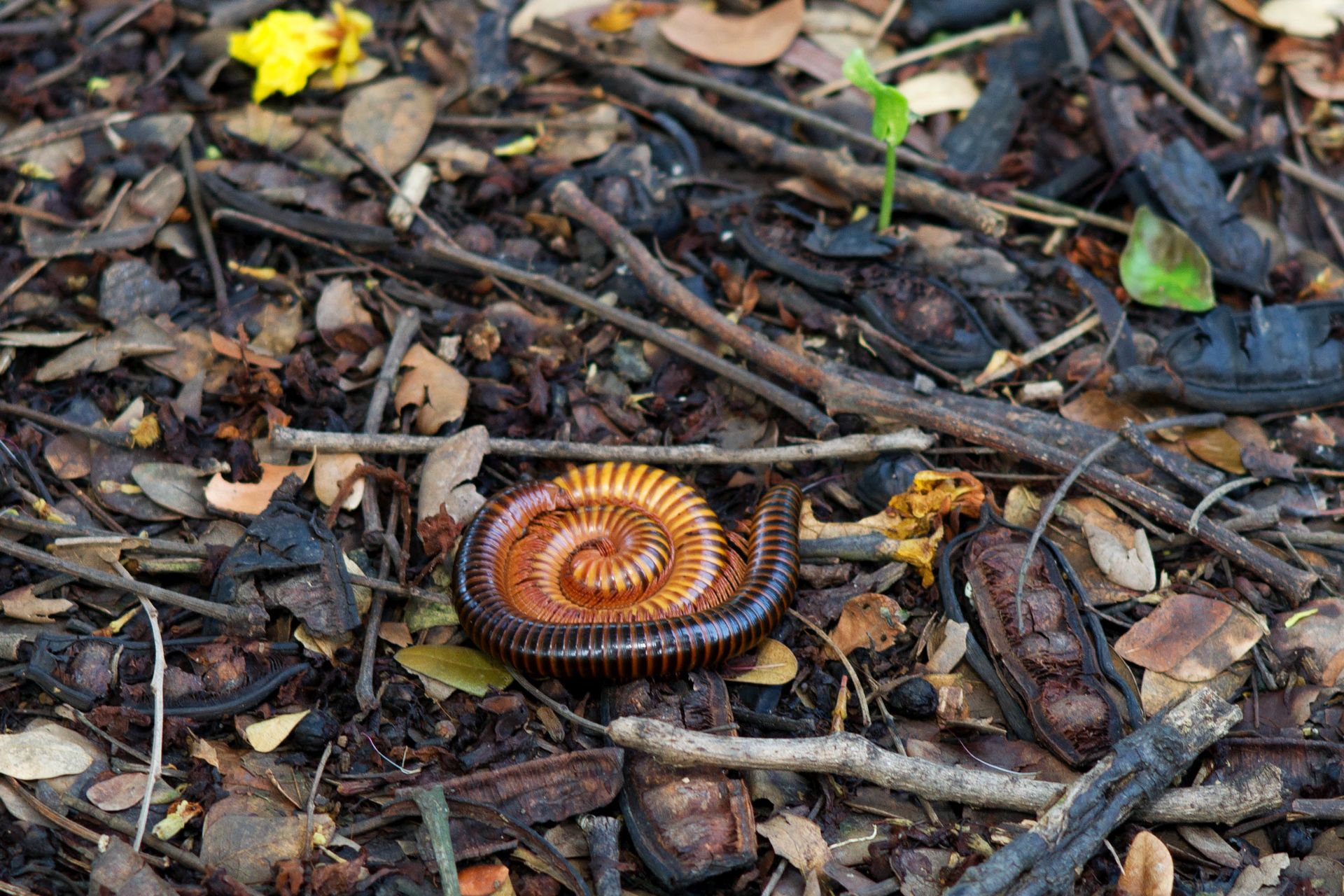Millipede