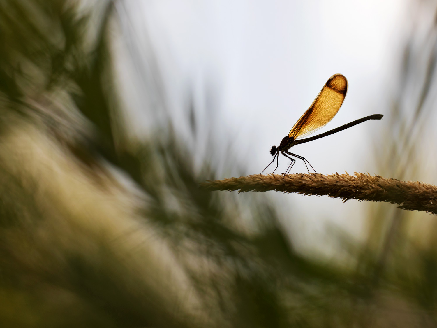 C'è sempre una luce