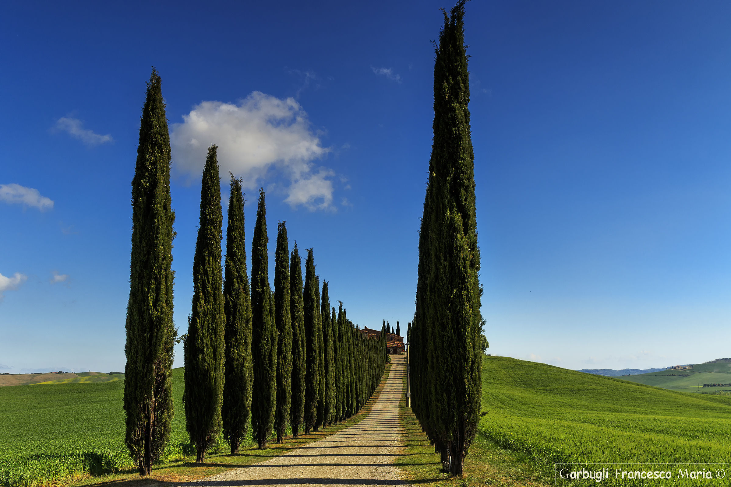 The cypresses of Poggio Covili