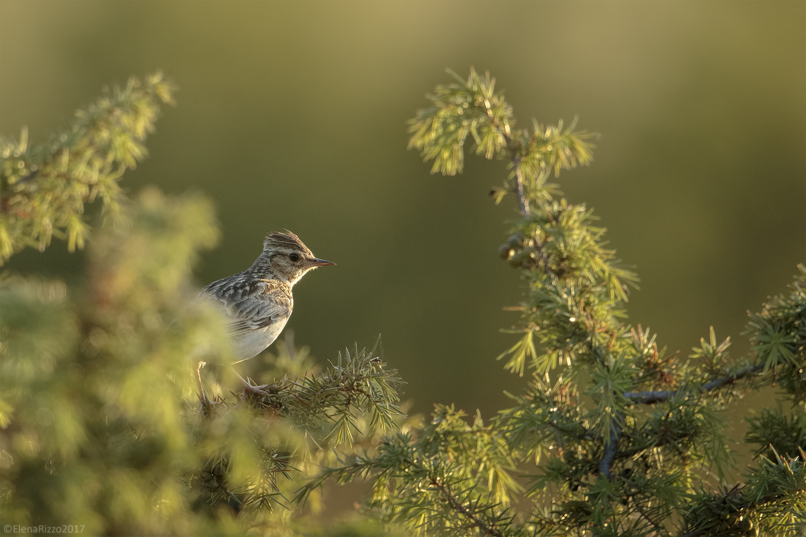 Woodlark