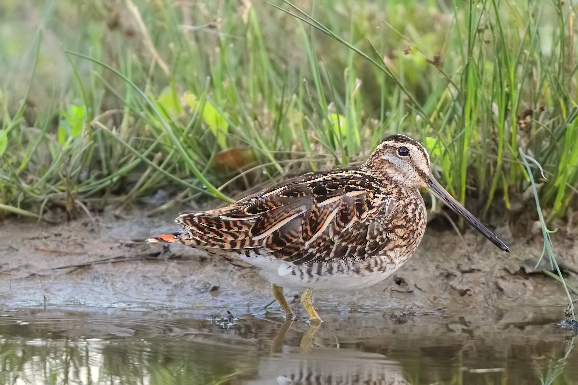 exaggerating with ISO2 snipe