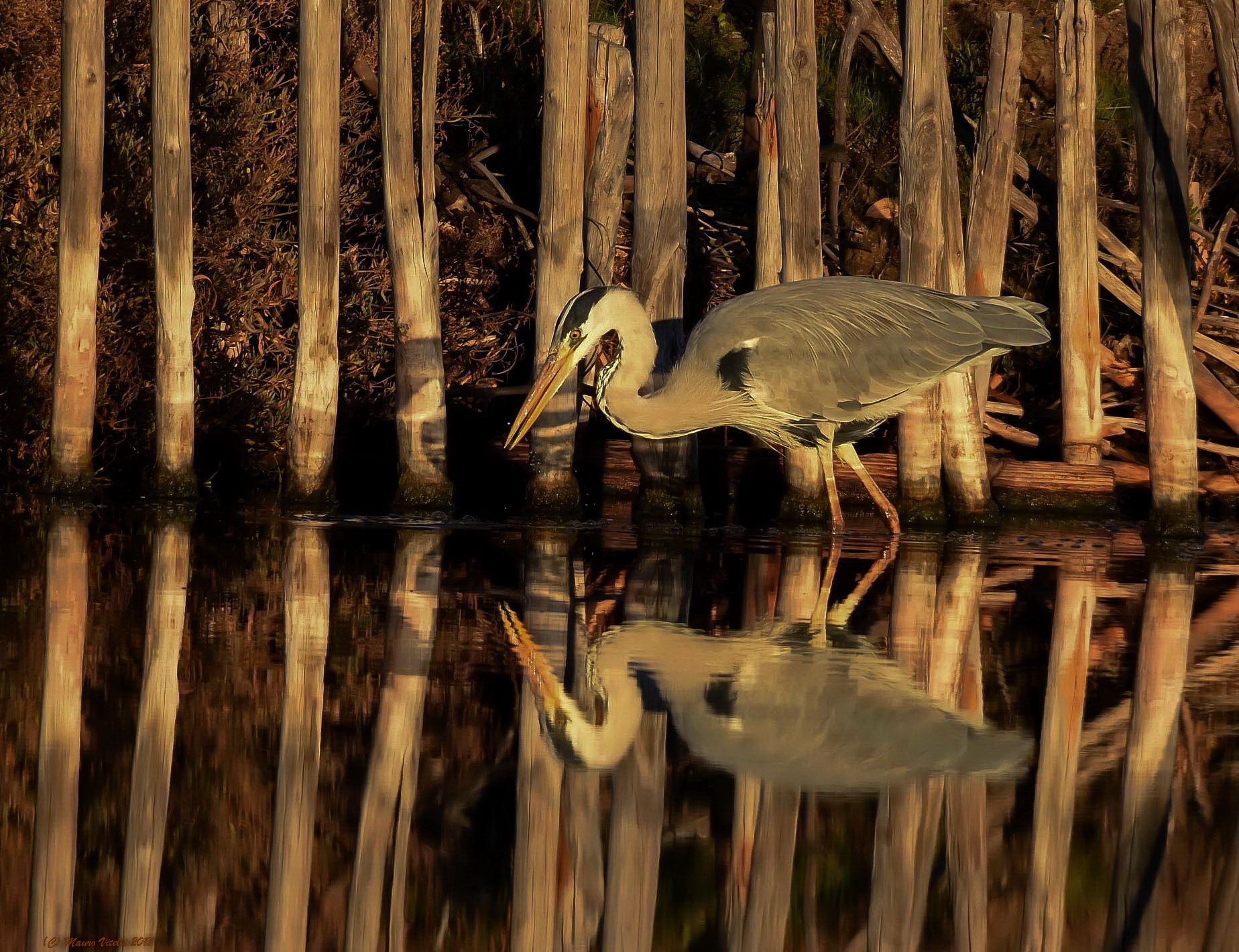 L'alba e il Cenerino in caccia