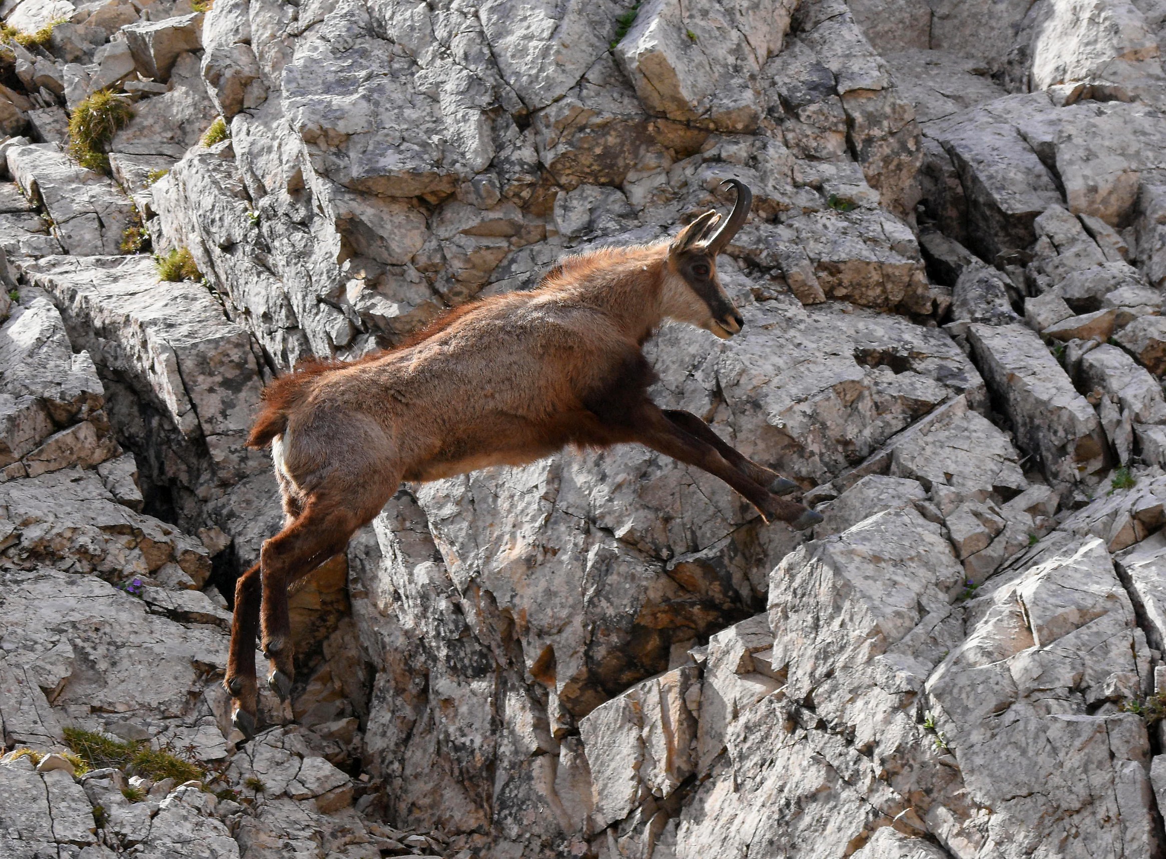 The leap of the suede